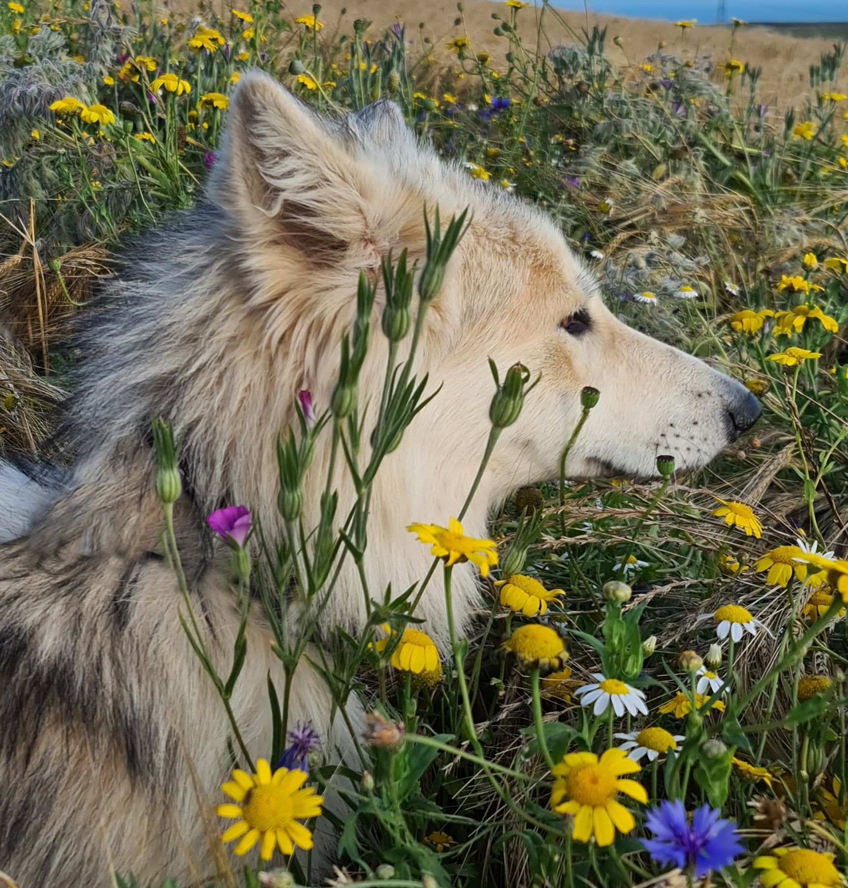 Project Wolfheart Wolf & Wolfdog Sanctuary