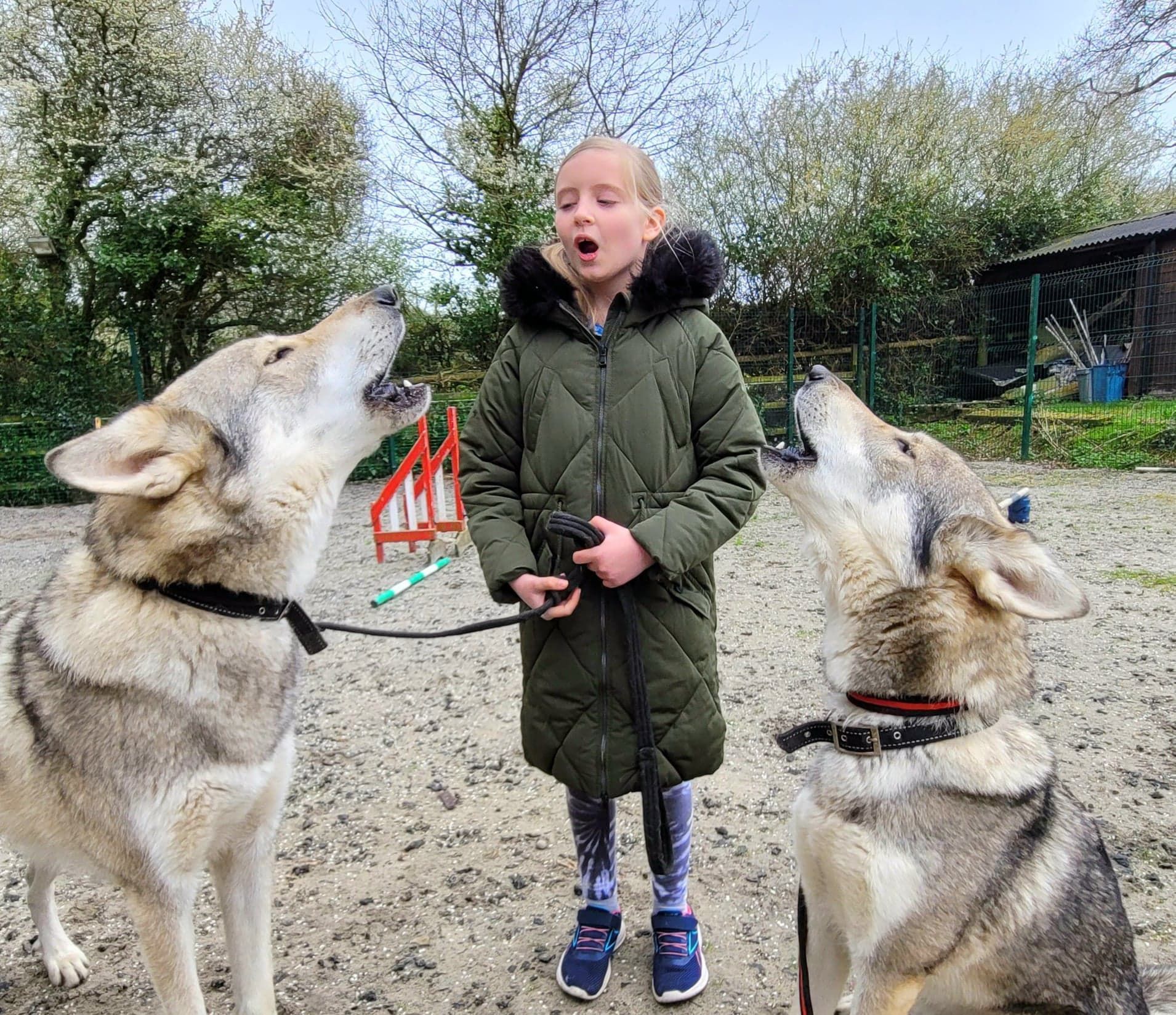 Project Wolfheart Wolf & Wolfdog Sanctuary