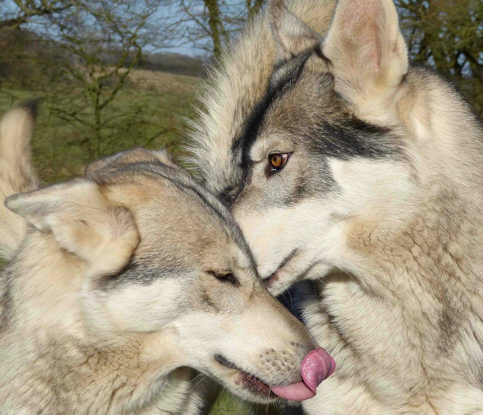 Project Wolfheart Wolf & Wolfdog Sanctuary