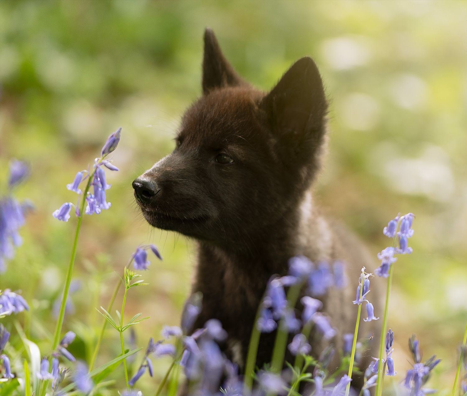 Project Wolfheart Wolf & Wolfdog Sanctuary