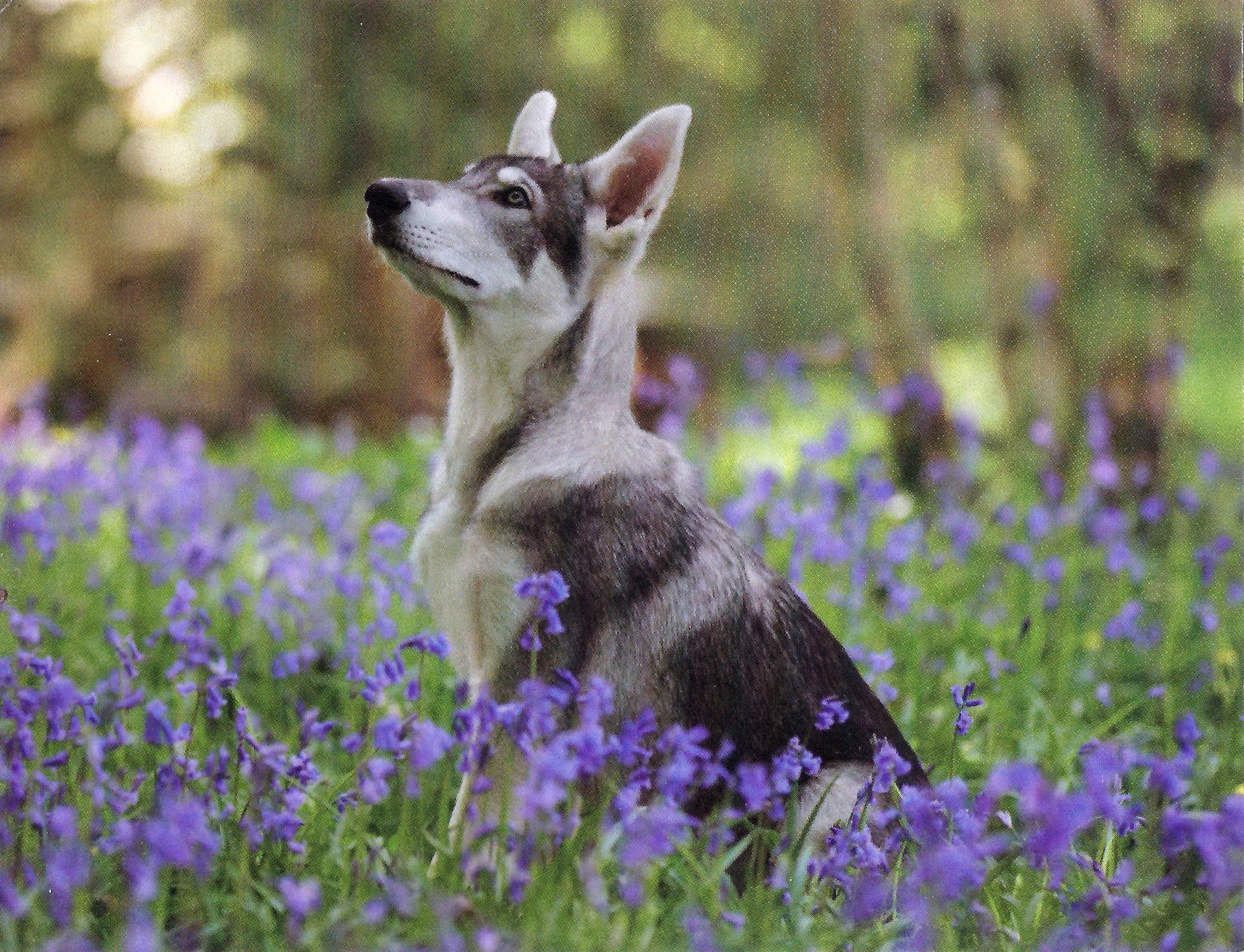 Project Wolfheart Wolf & Wolfdog Sanctuary