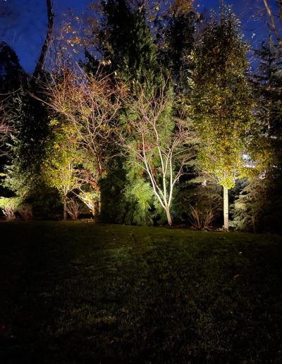 Trees illuminated at night, green and brown foliage against a dark blue sky. Ground is grass.