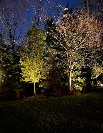 Night view of illuminated trees in a yard against a dark blue sky.