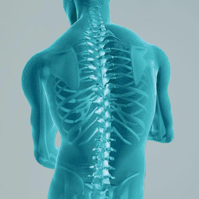 Un modello 3D dello scheletro e della colonna vertebrale di un uomo.