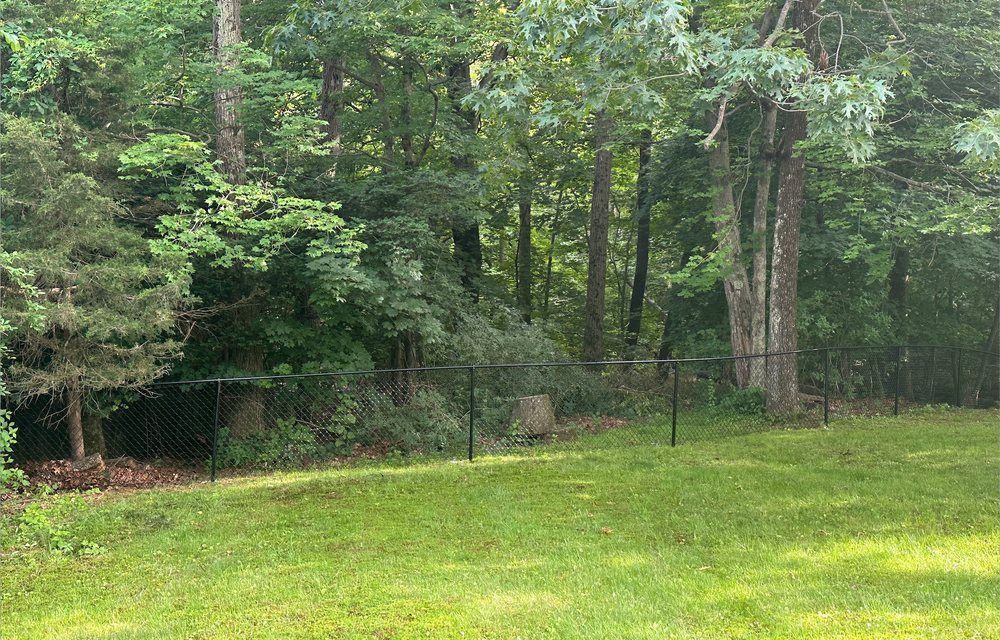 Green grassy yard with black chain-link fence, trees in background.