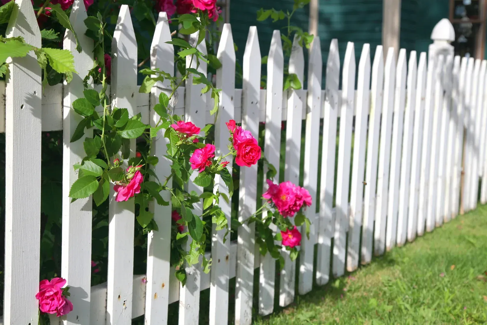 White picket fence with climbing pink roses in a grassy yard.