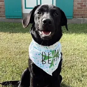 A black dog wearing a bandana is sitting in the grass in front of a house.