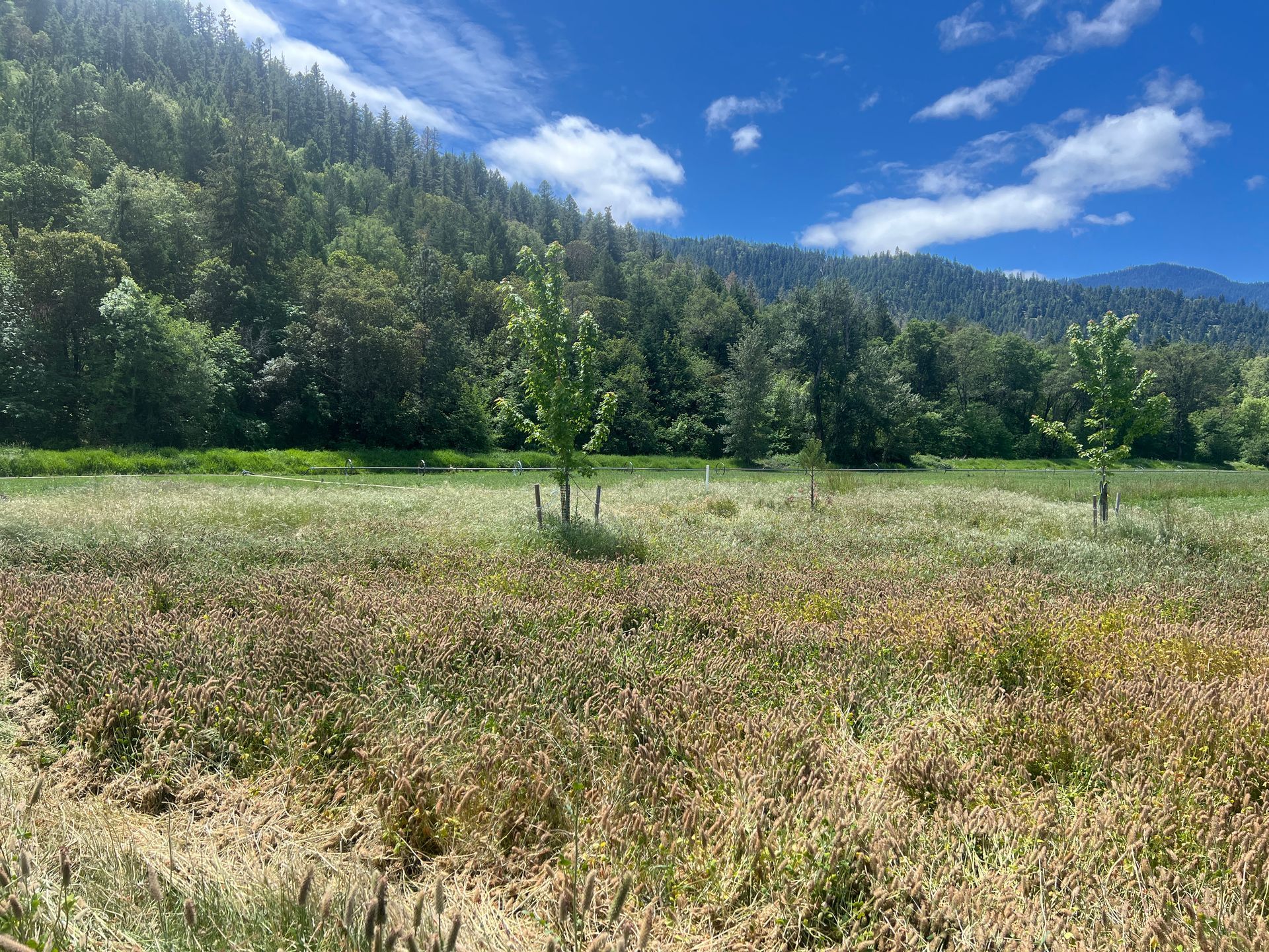 quail run mountain view