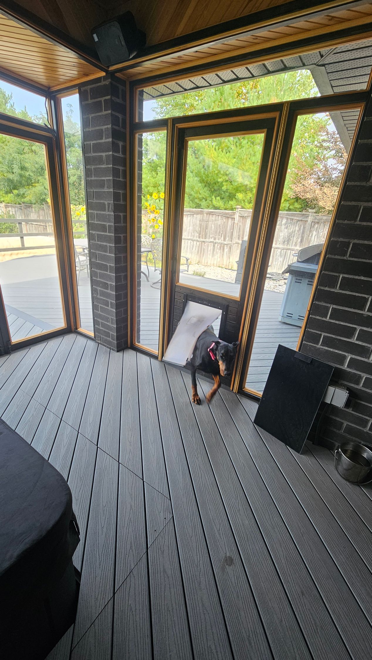 A dog stands in a sunroom with brick walls and large windows, looking toward the open door.