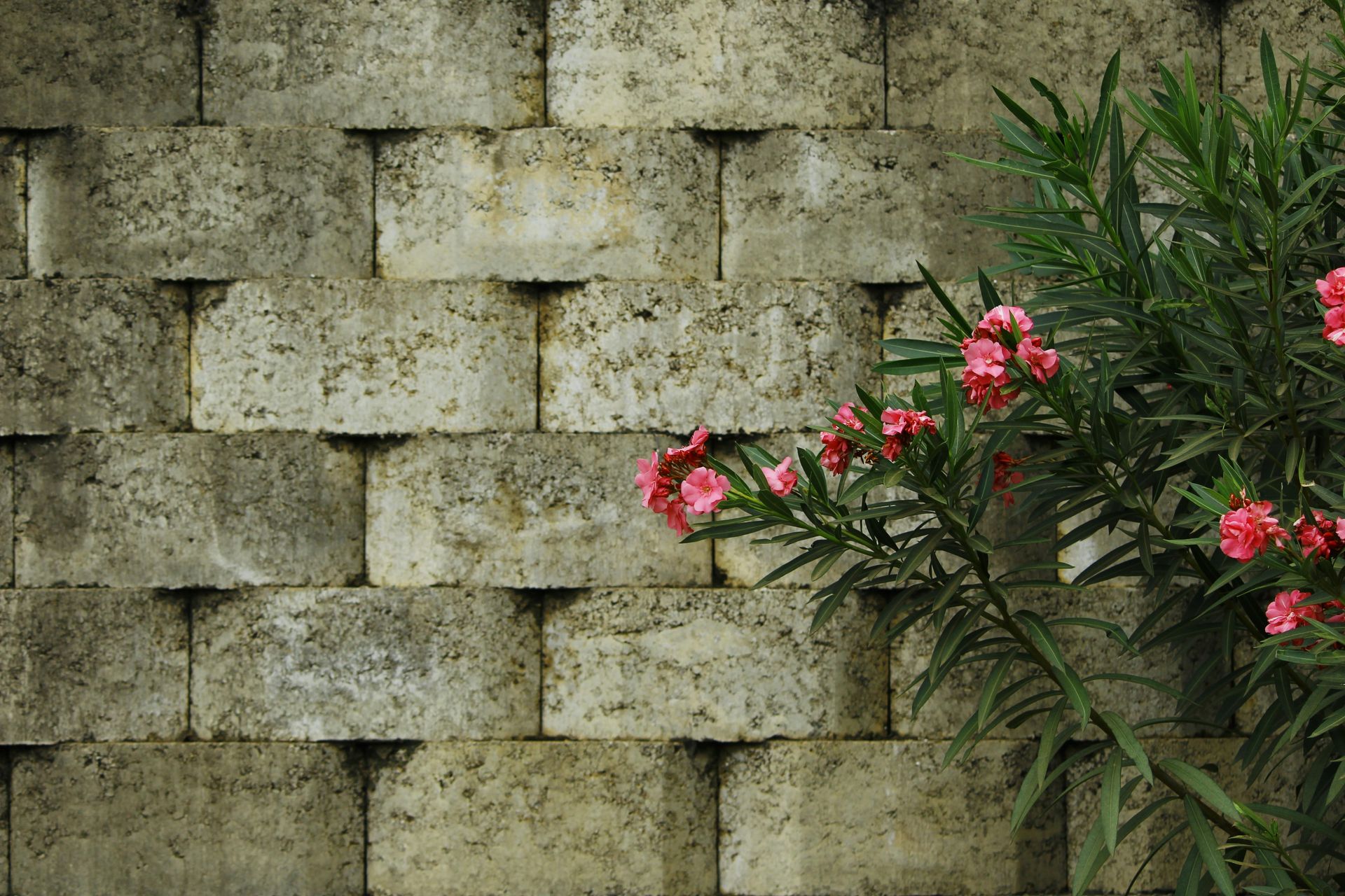 Stone retaining wallwall with pink flowers and green foliage growing along the right side