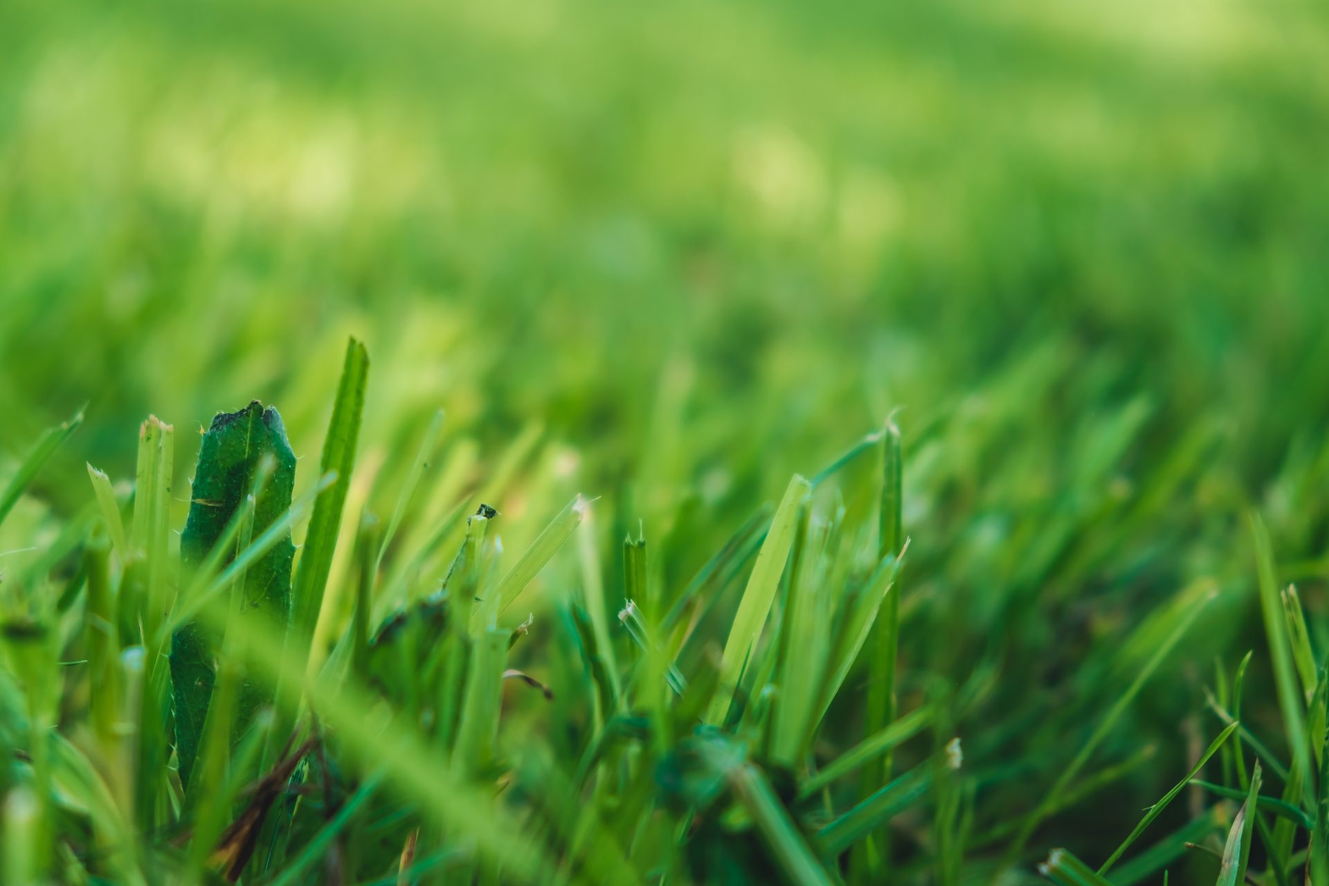 Close-up of bright green grass blades, with a blurred background of more grass, suggesting a lawn.