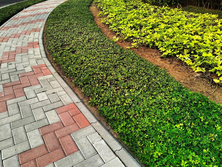 Brick walkway curves past a green hedge and light green plants in a garden bed.