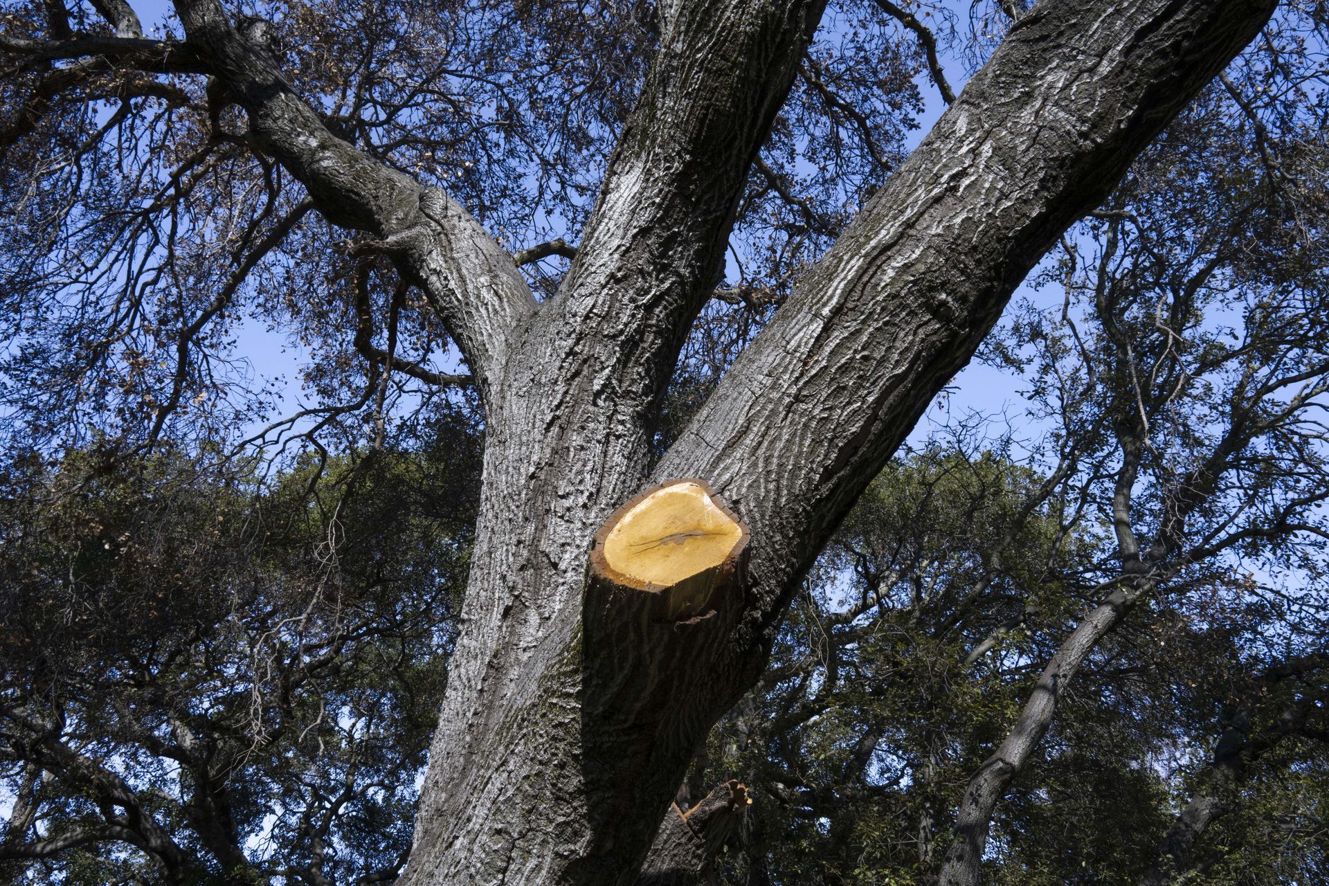 Cut tree branch under a clear blue sky in California.