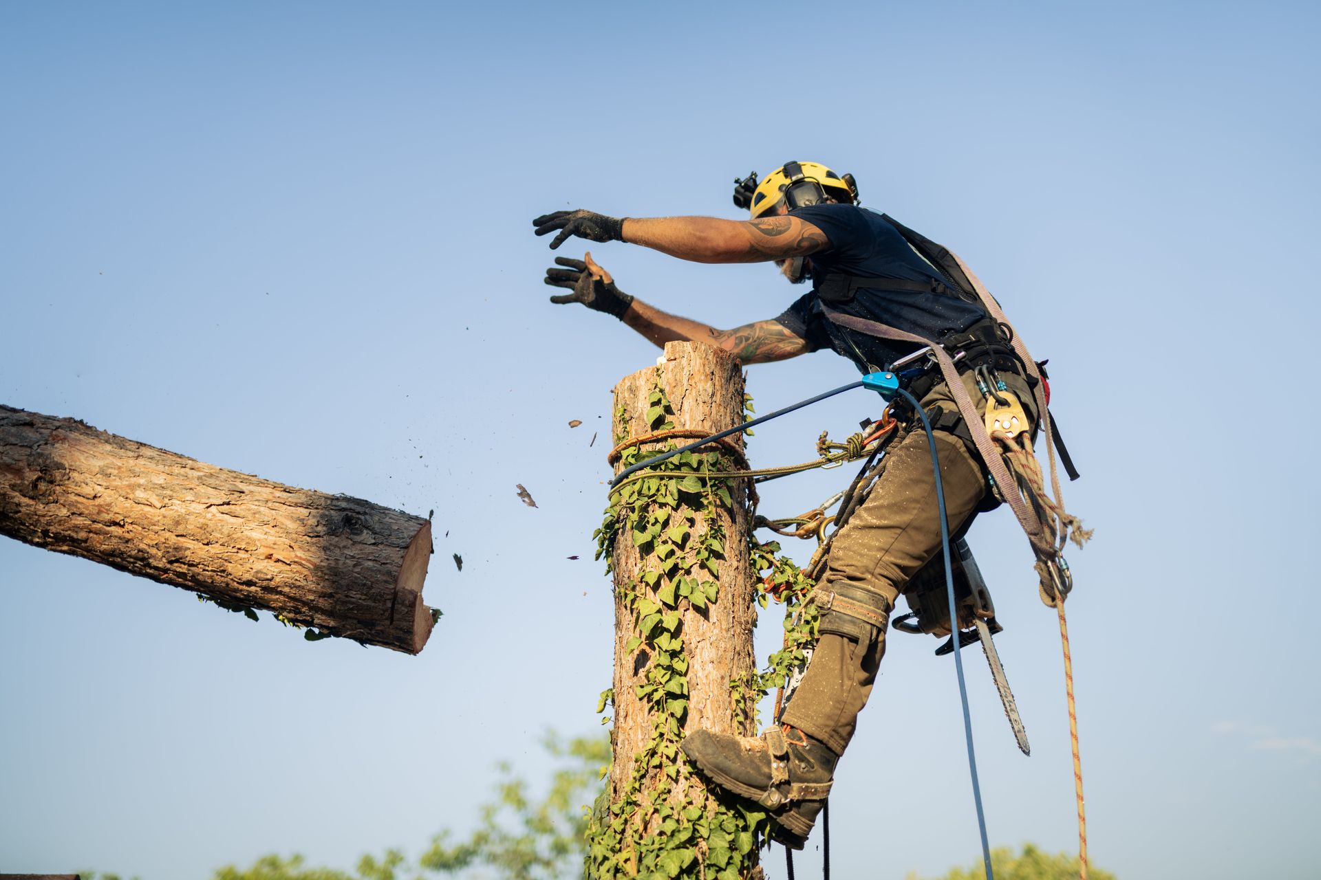 A skilled logger cuts a tree using specialized equipment at an outdoor location under a clear sky.