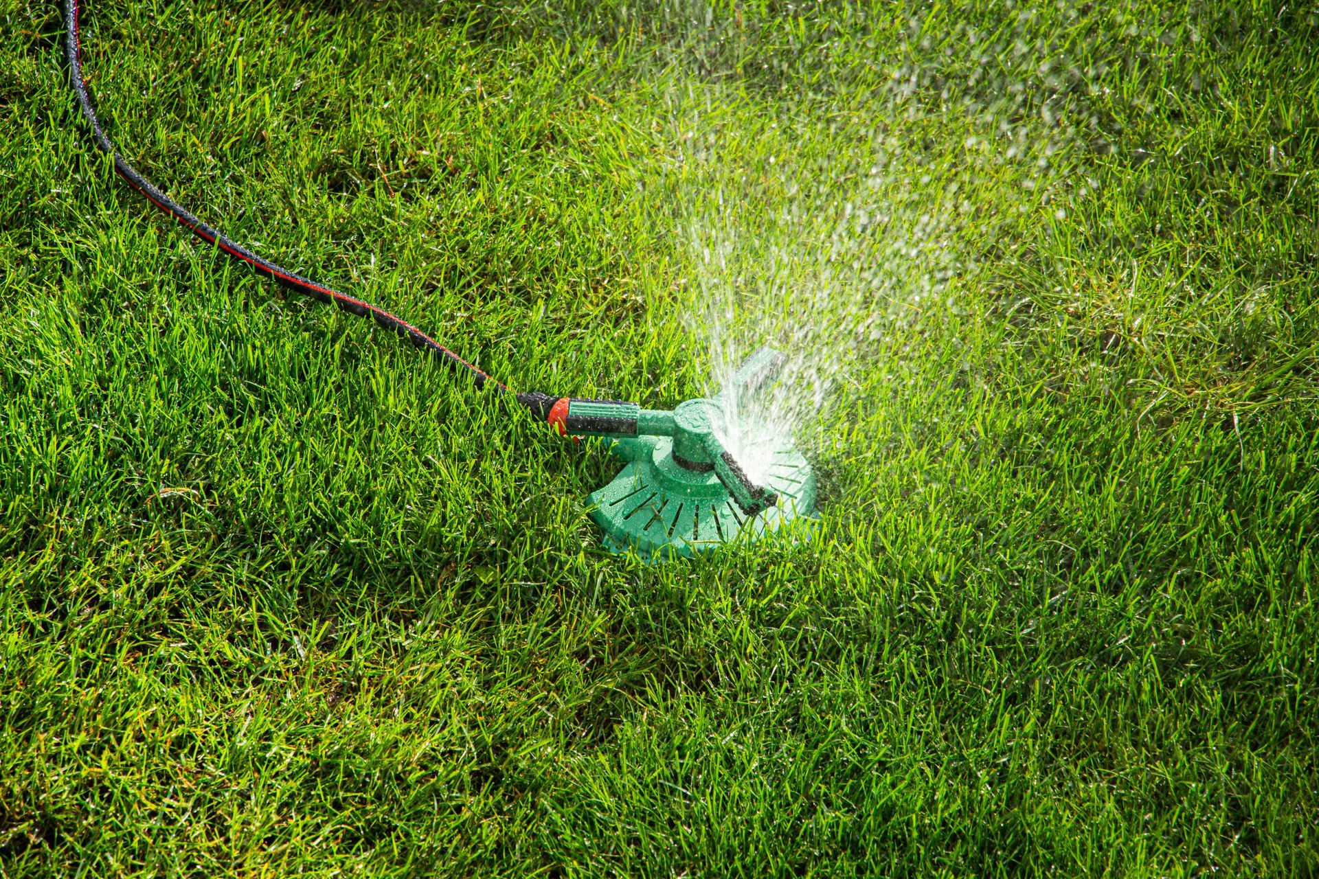 Green lawn sprinkler spraying water on grass with a hose attached