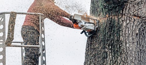 Tree Removal in Parker, CO