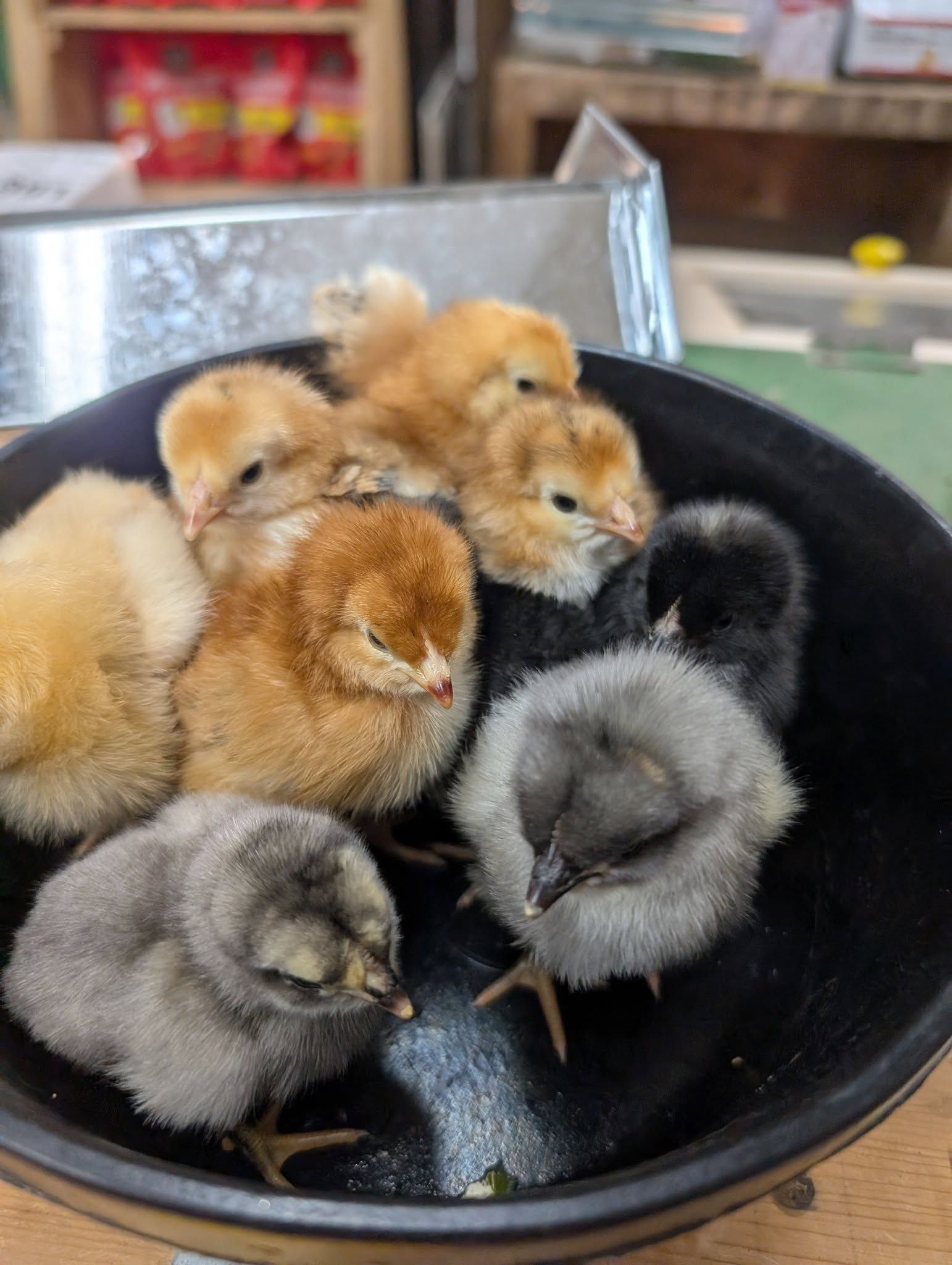 A group of baby chickens are sitting in a bowl.
