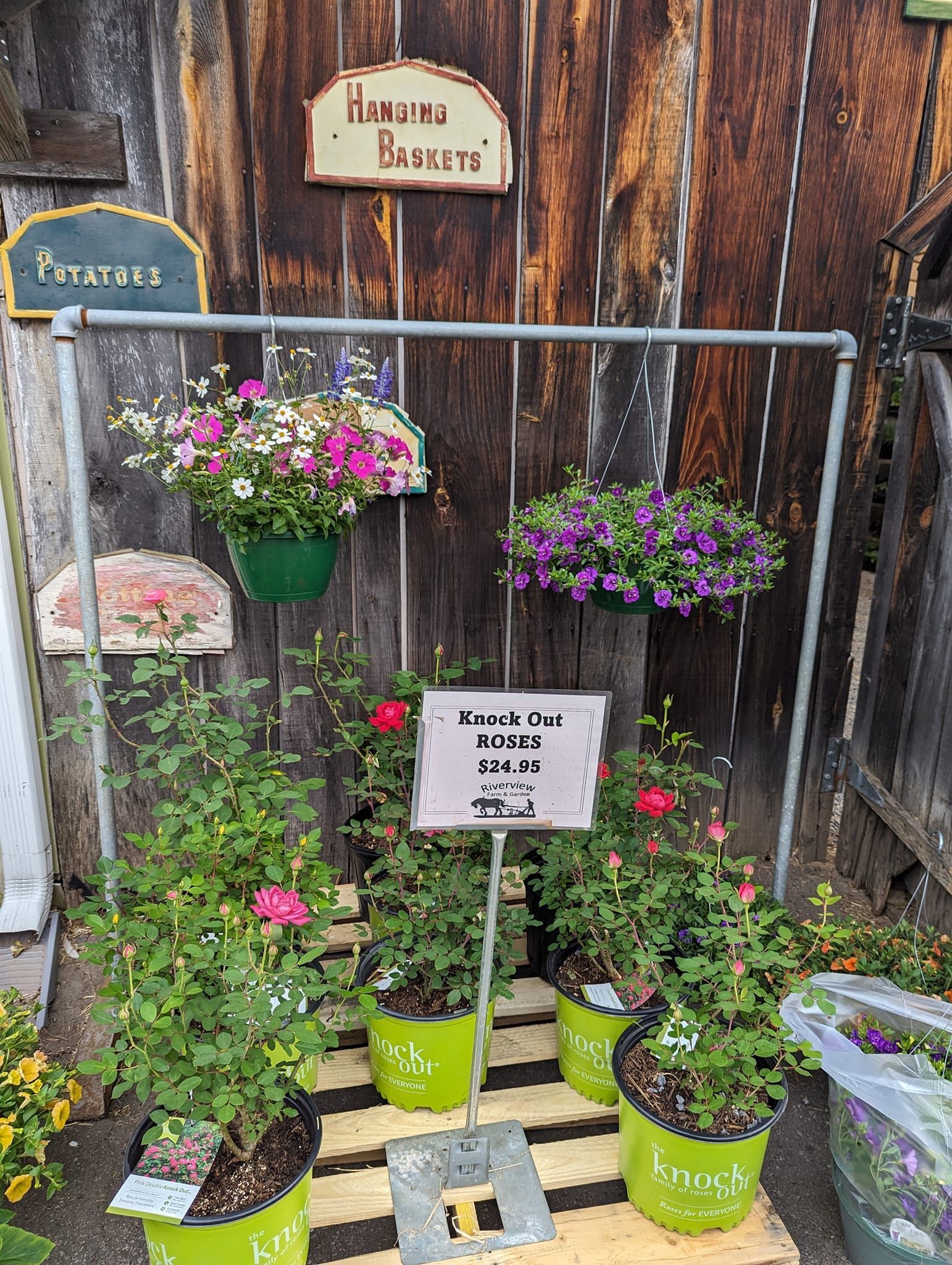 A bunch of potted plants are sitting in front of a wooden wall.