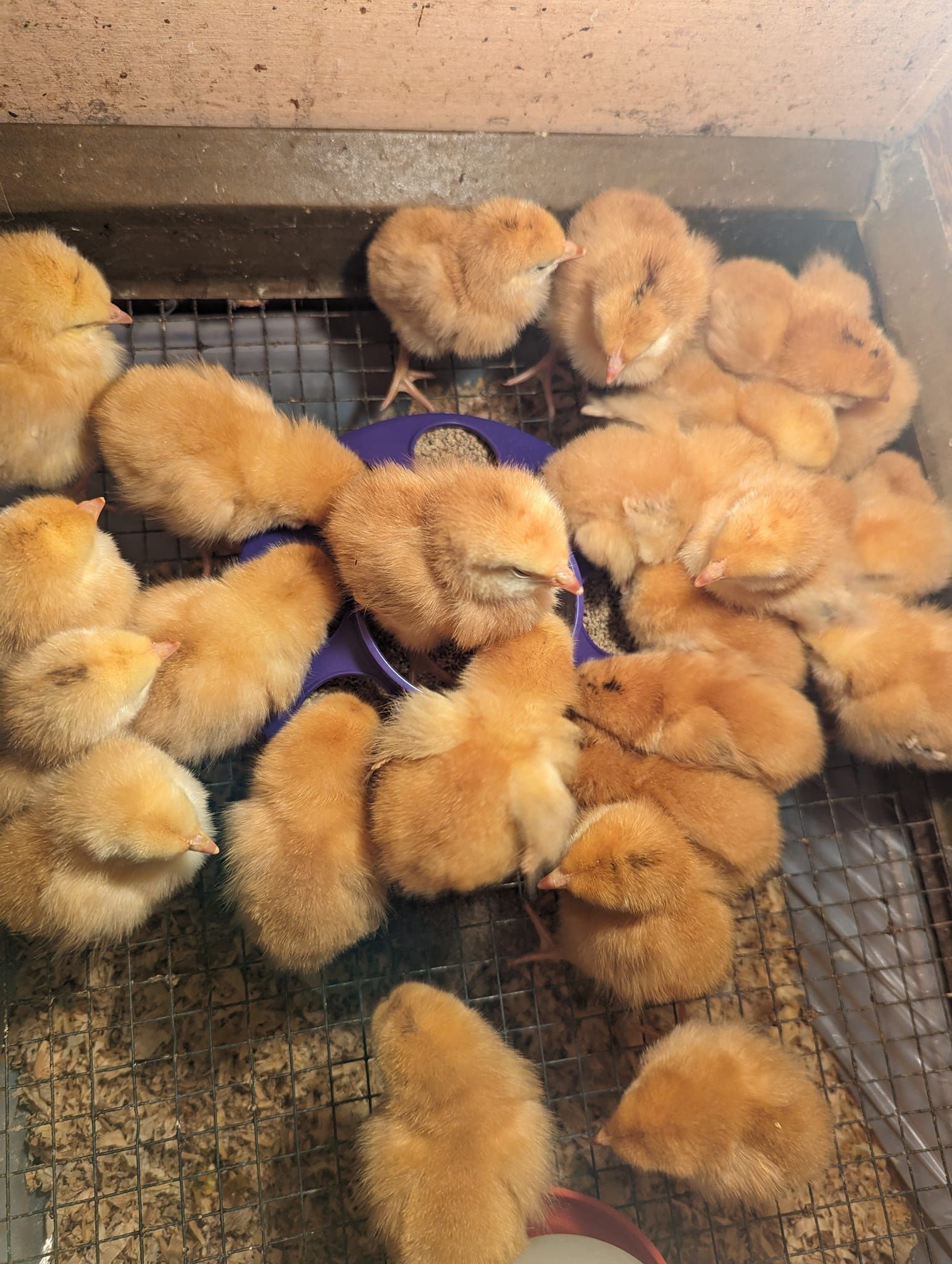 A bunch of chickens are laying on top of each other in a cage.