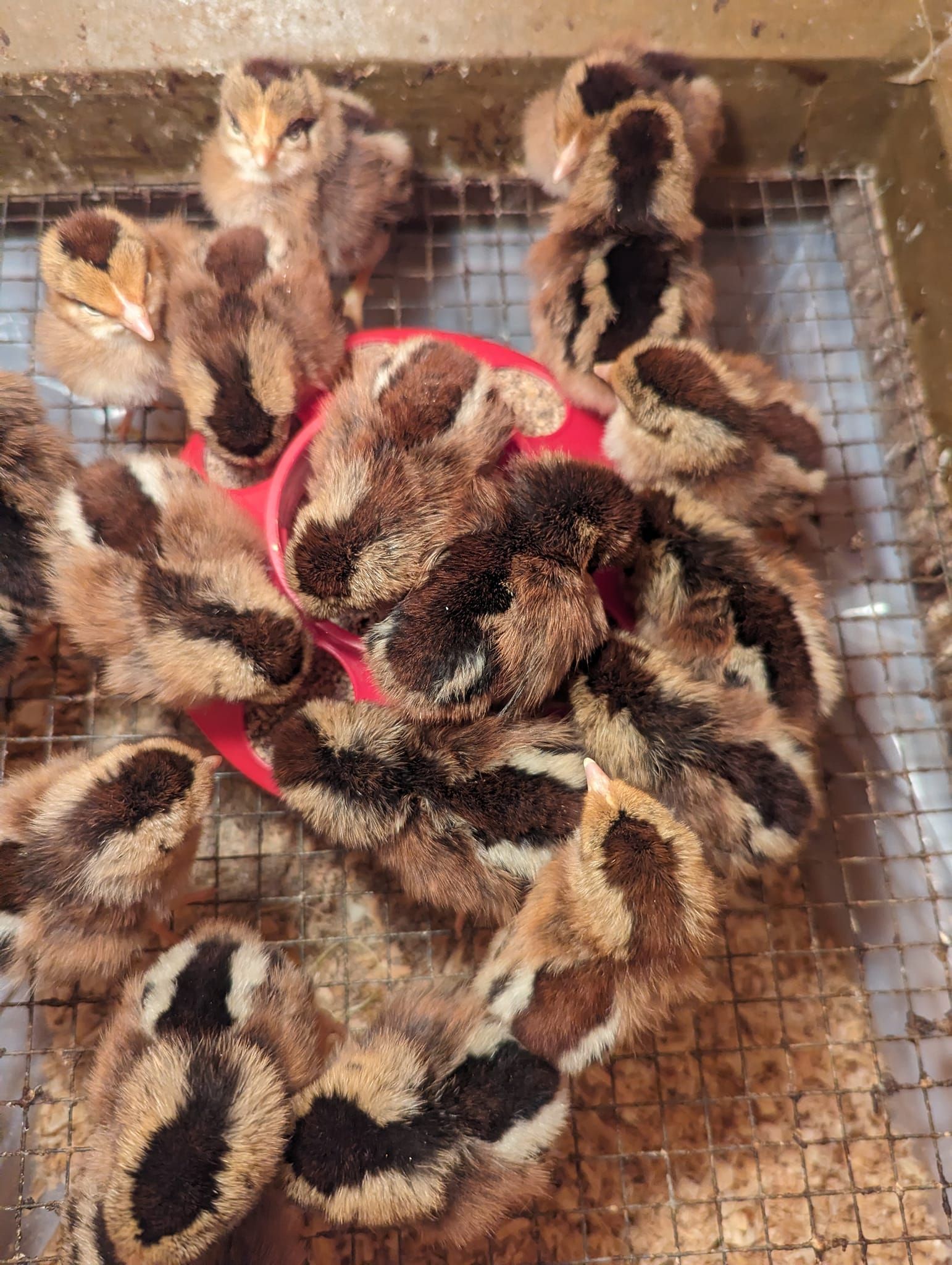 A bunch of chickens are sitting in a cage eating from a red bowl.