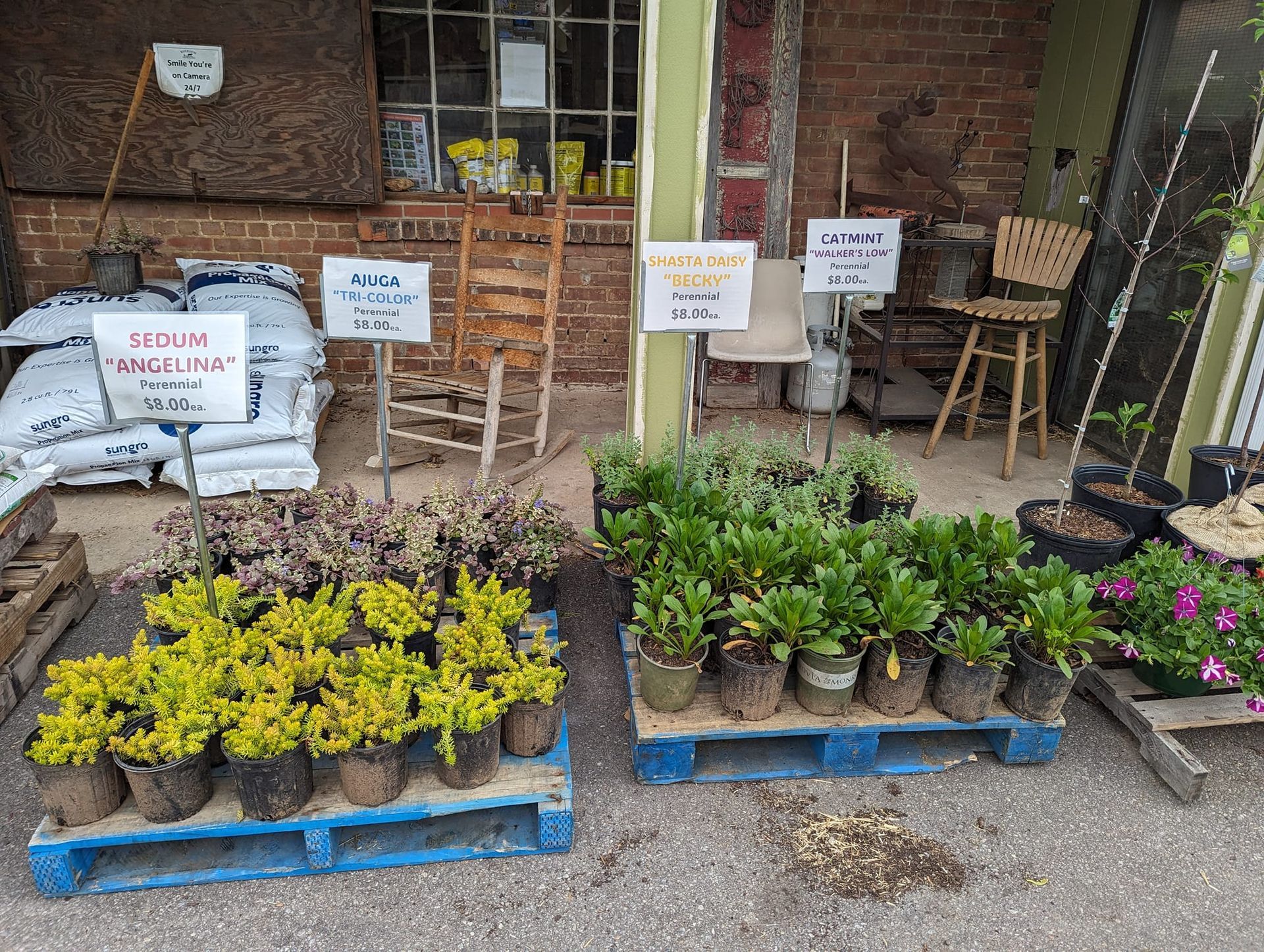 A bunch of potted plants are sitting on pallets outside of a store.
