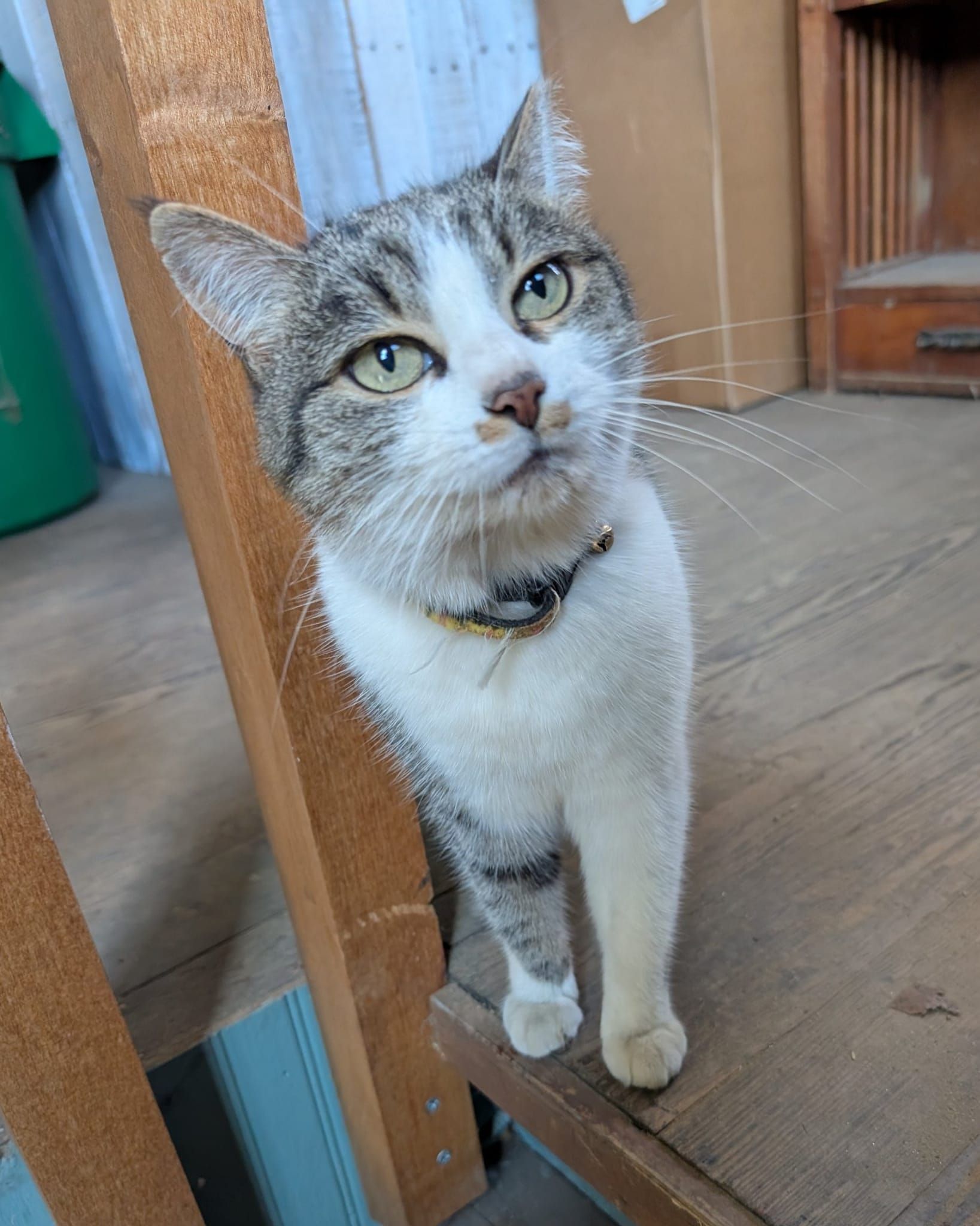 A cat is sitting in front of a window in a store.