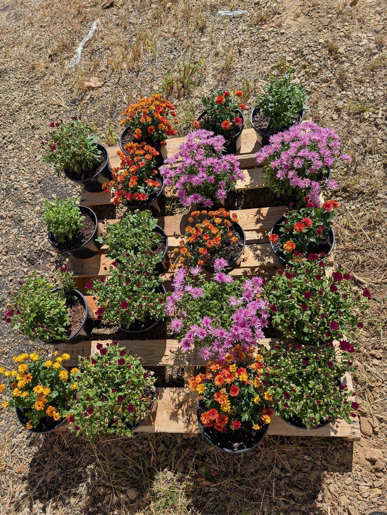A wooden pallet filled with potted plants and flowers.