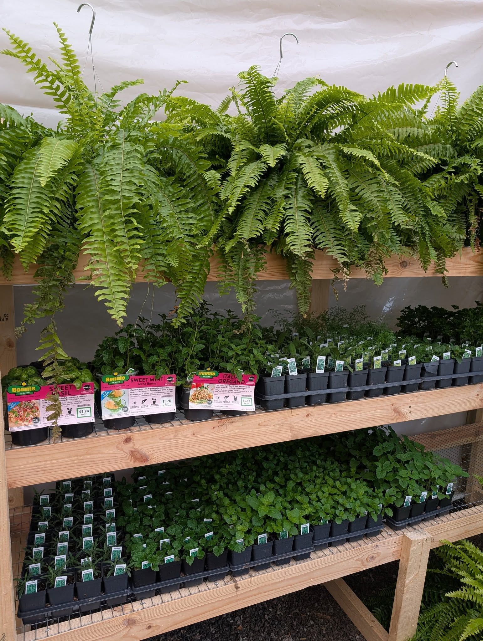 A wooden shelf filled with potted plants and ferns.