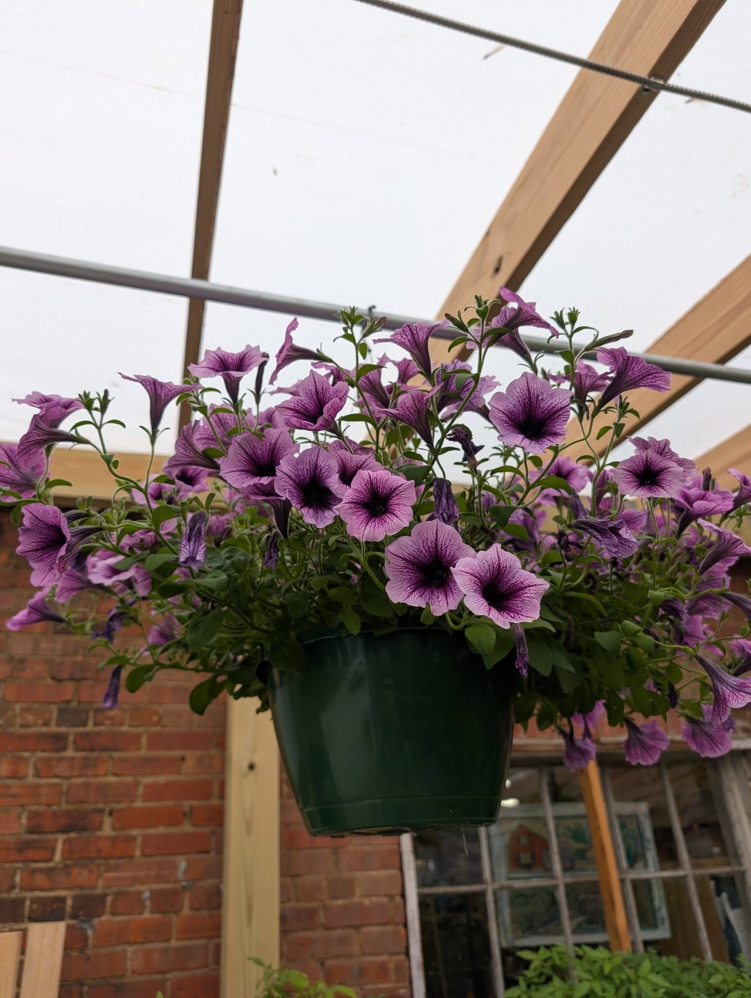 Purple flowers are hanging from a green pot.