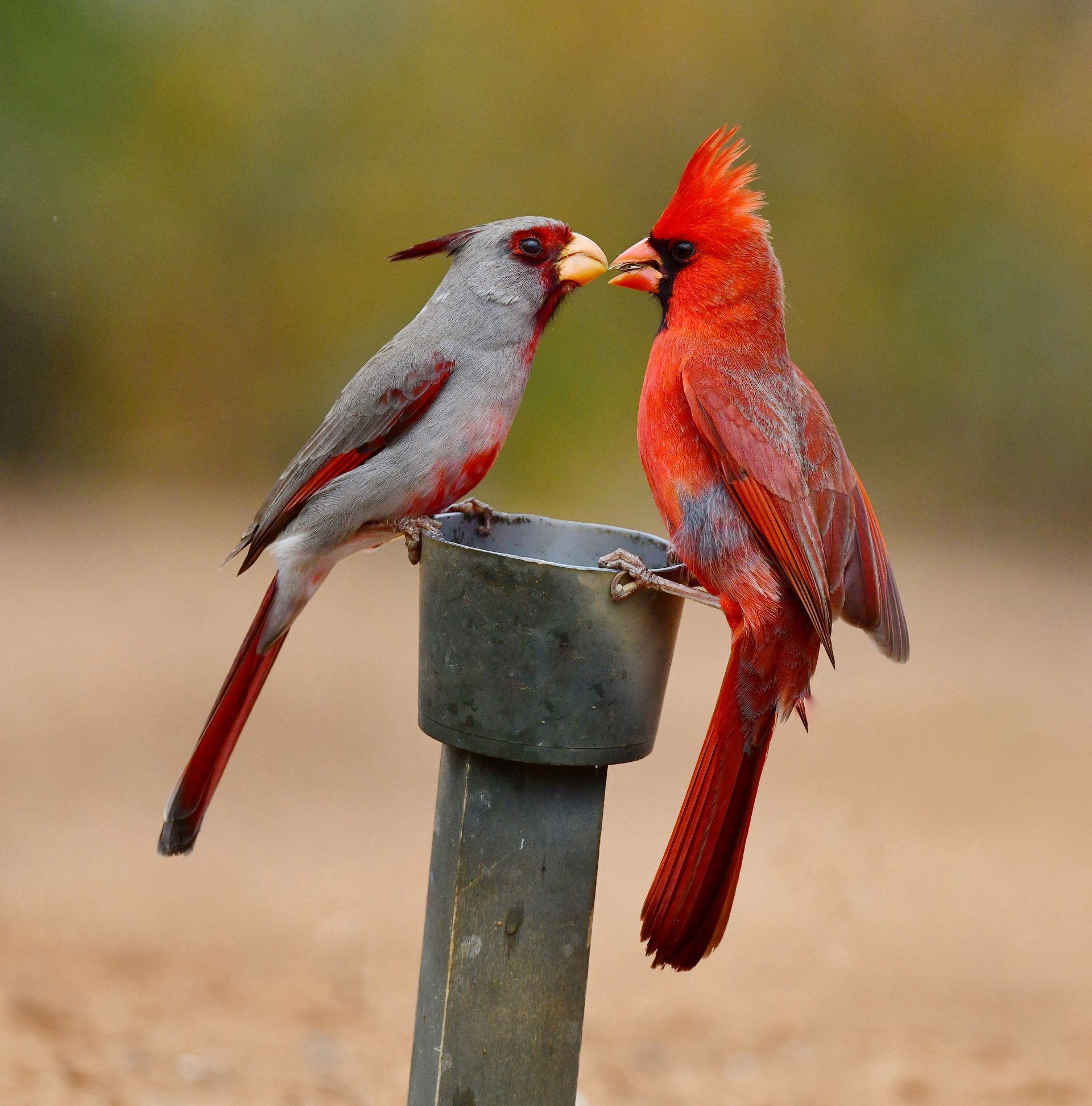 A chicken coop filled with chickens and a water bottle.