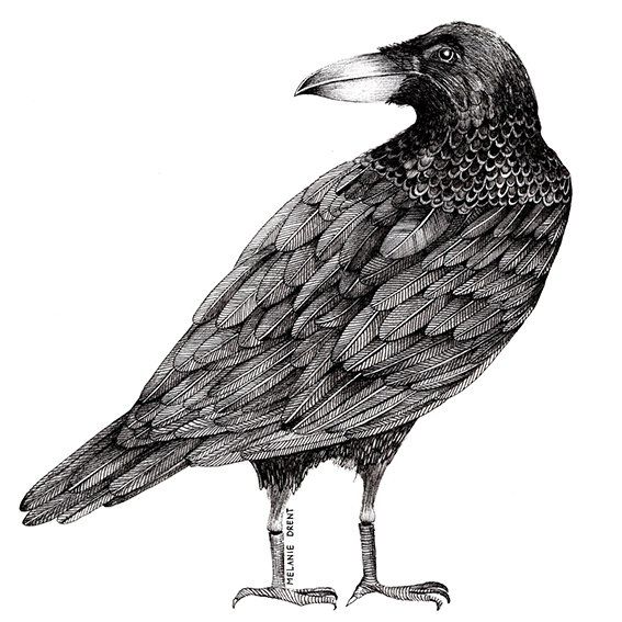 black and white illustration  raven