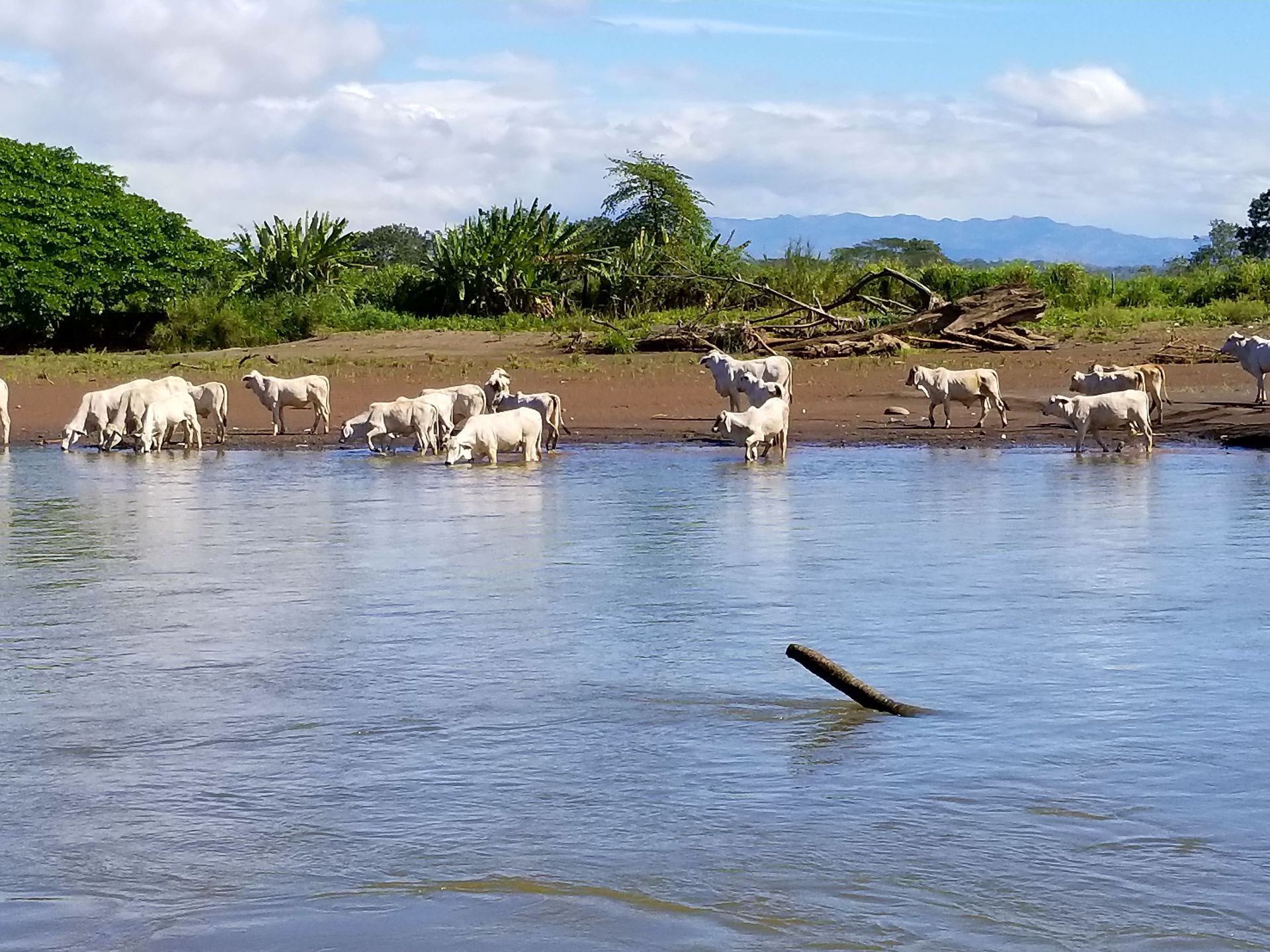 A herd of cows are drinking water from a river