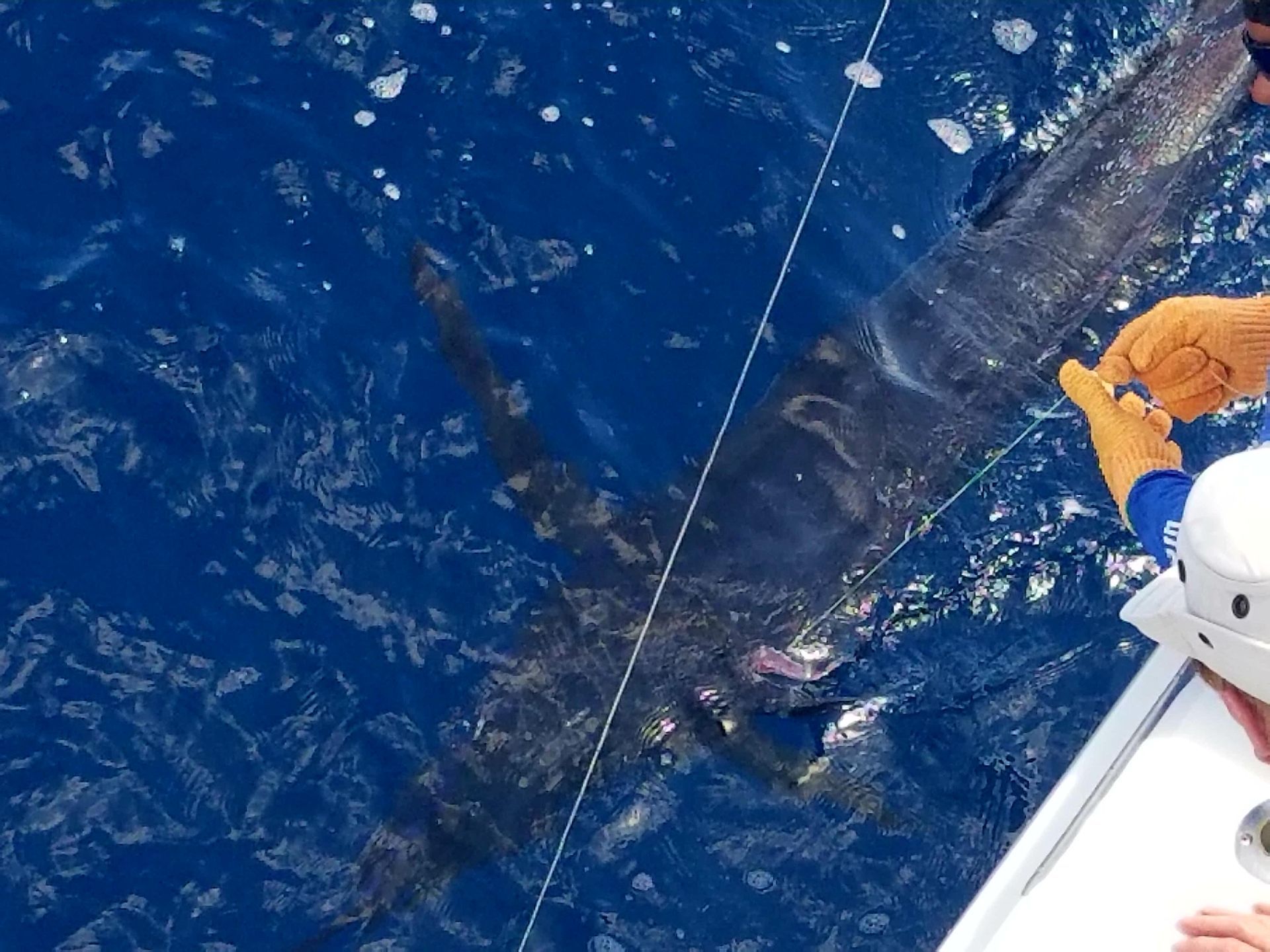 A person is fishing in the ocean with a large fish in the background