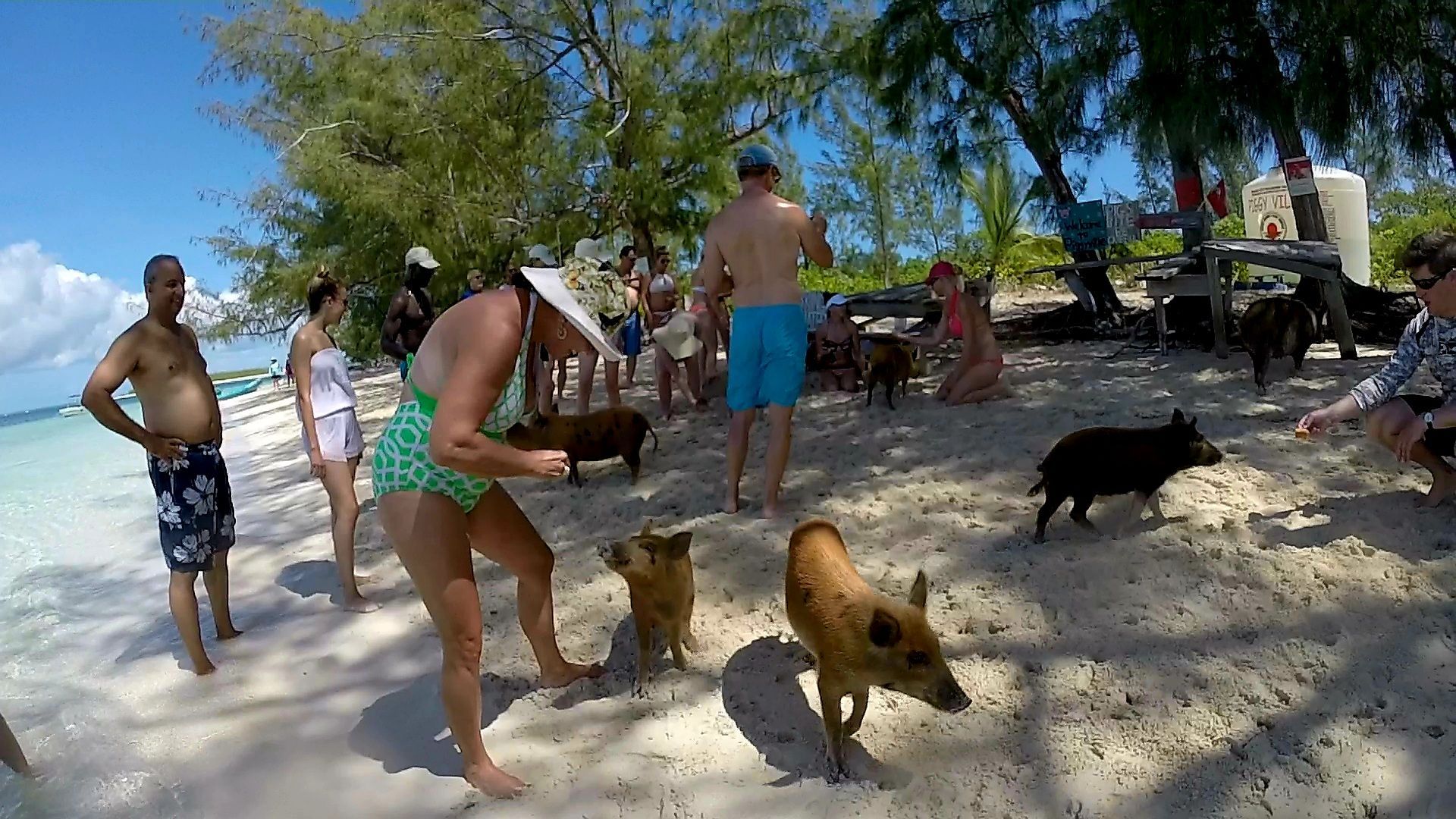A group of people are standing on a beach with pigs
