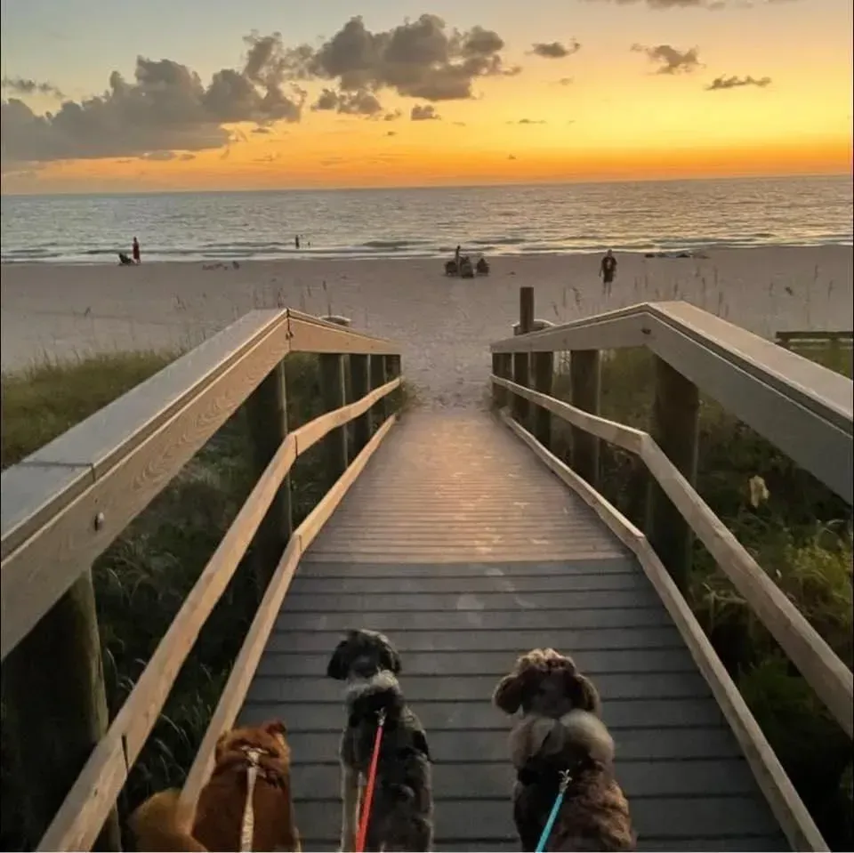 Three dogs are walking down a wooden walkway to the beach