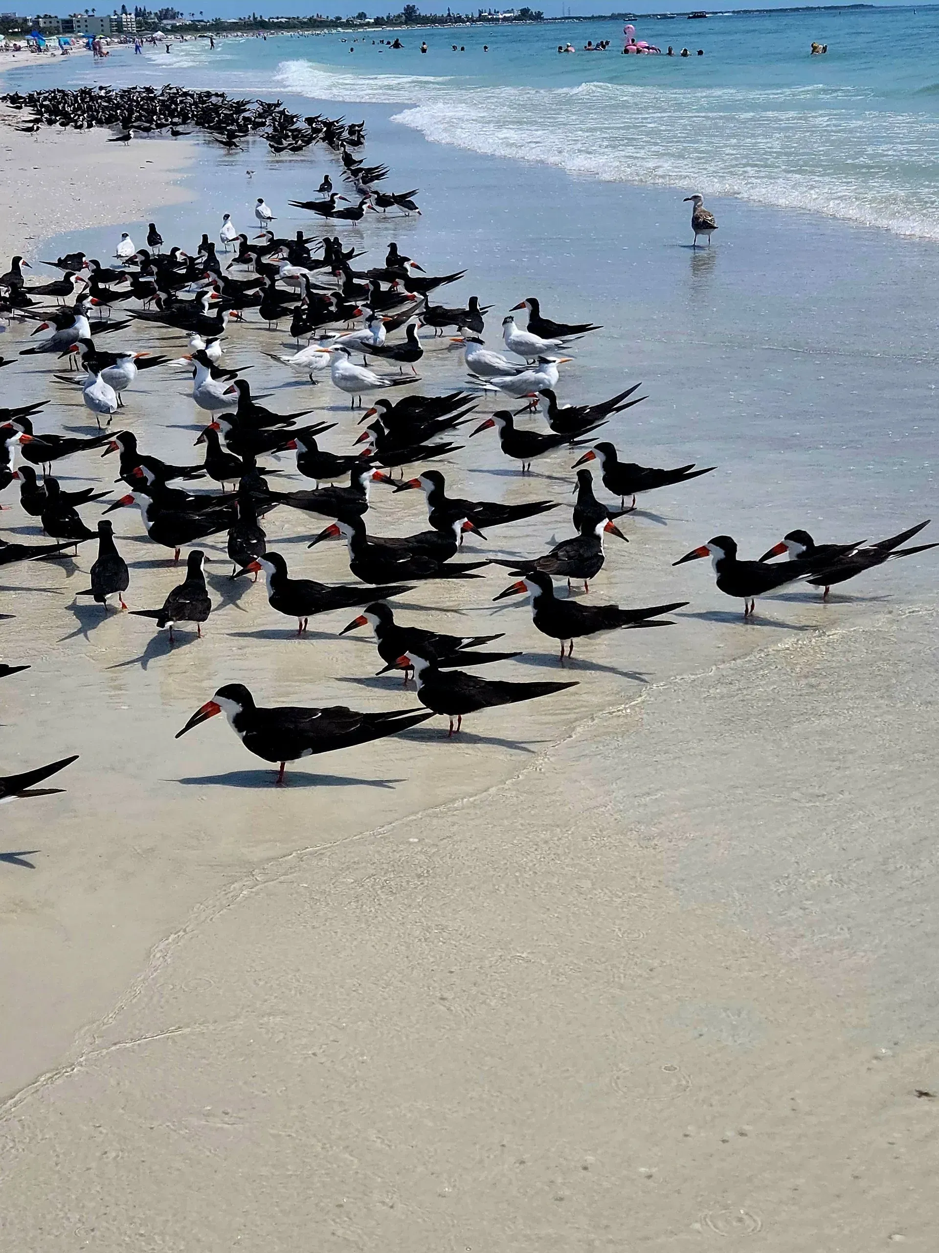 A flock of birds standing on a sandy beach near the ocean