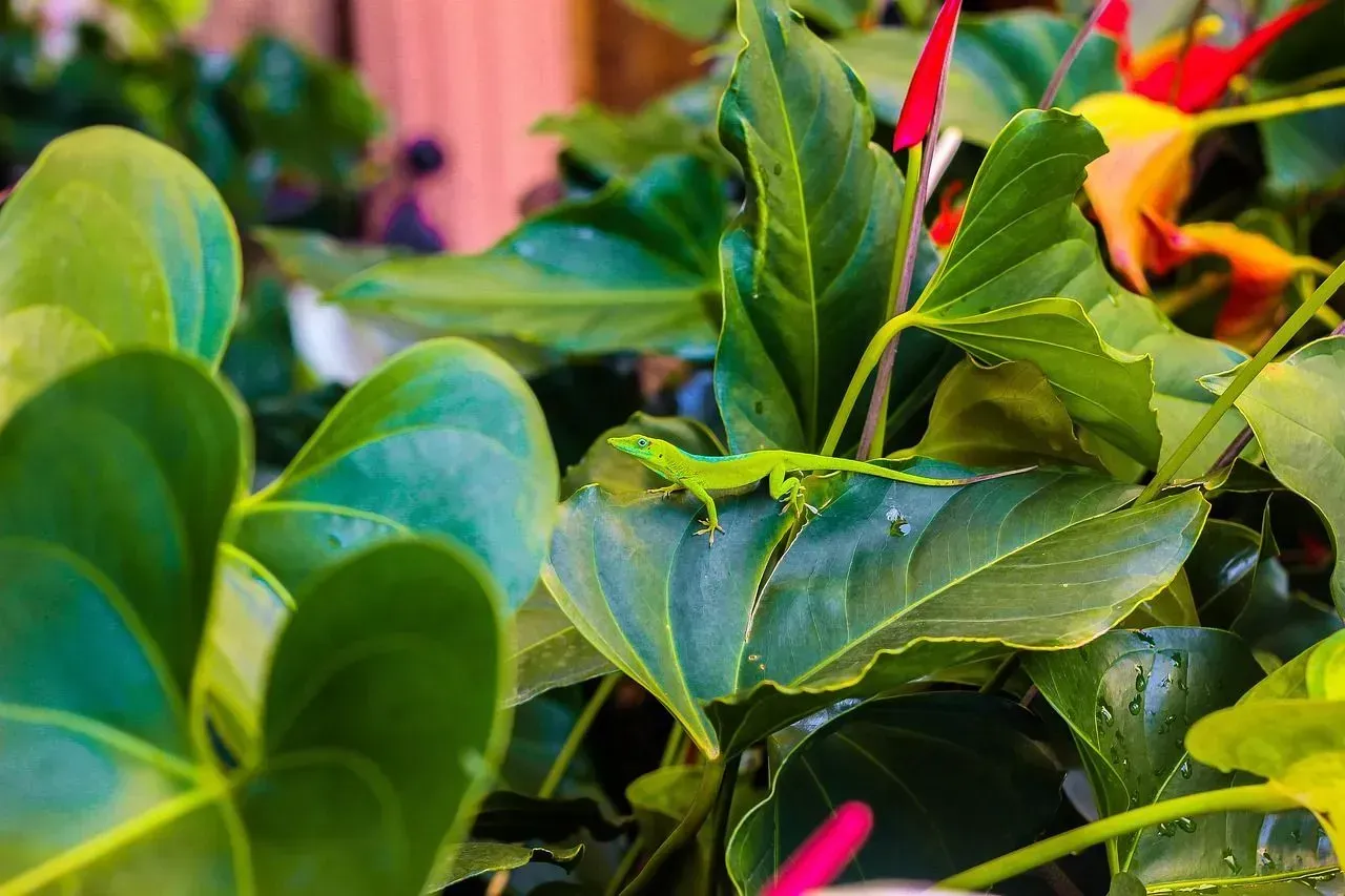 A lizard is sitting on a leaf of a plant.