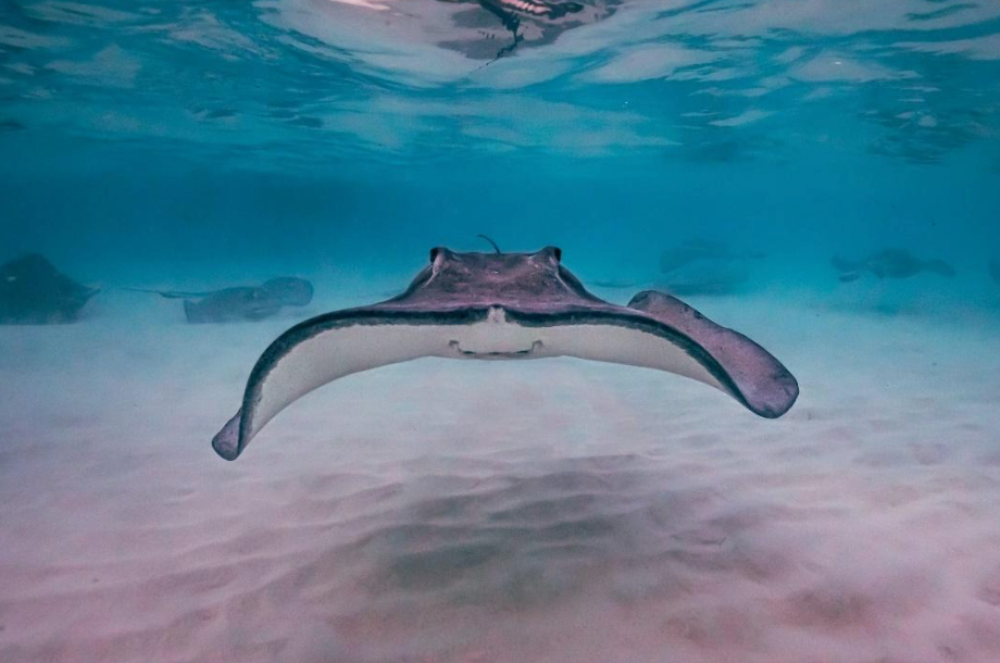 A stingray is swimming in the ocean near the sandy bottom.