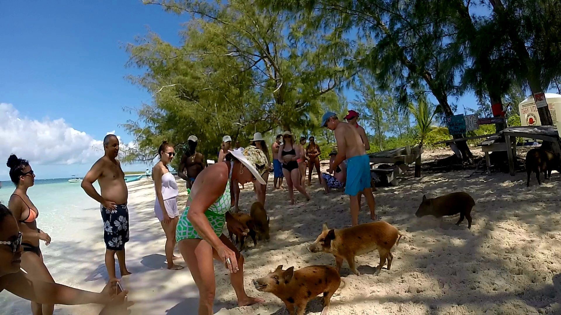 A group of people are standing on a beach with pigs.