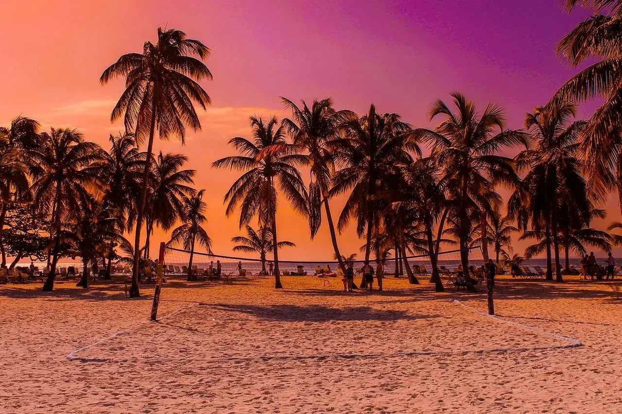 There are many palm trees on the beach at sunset.