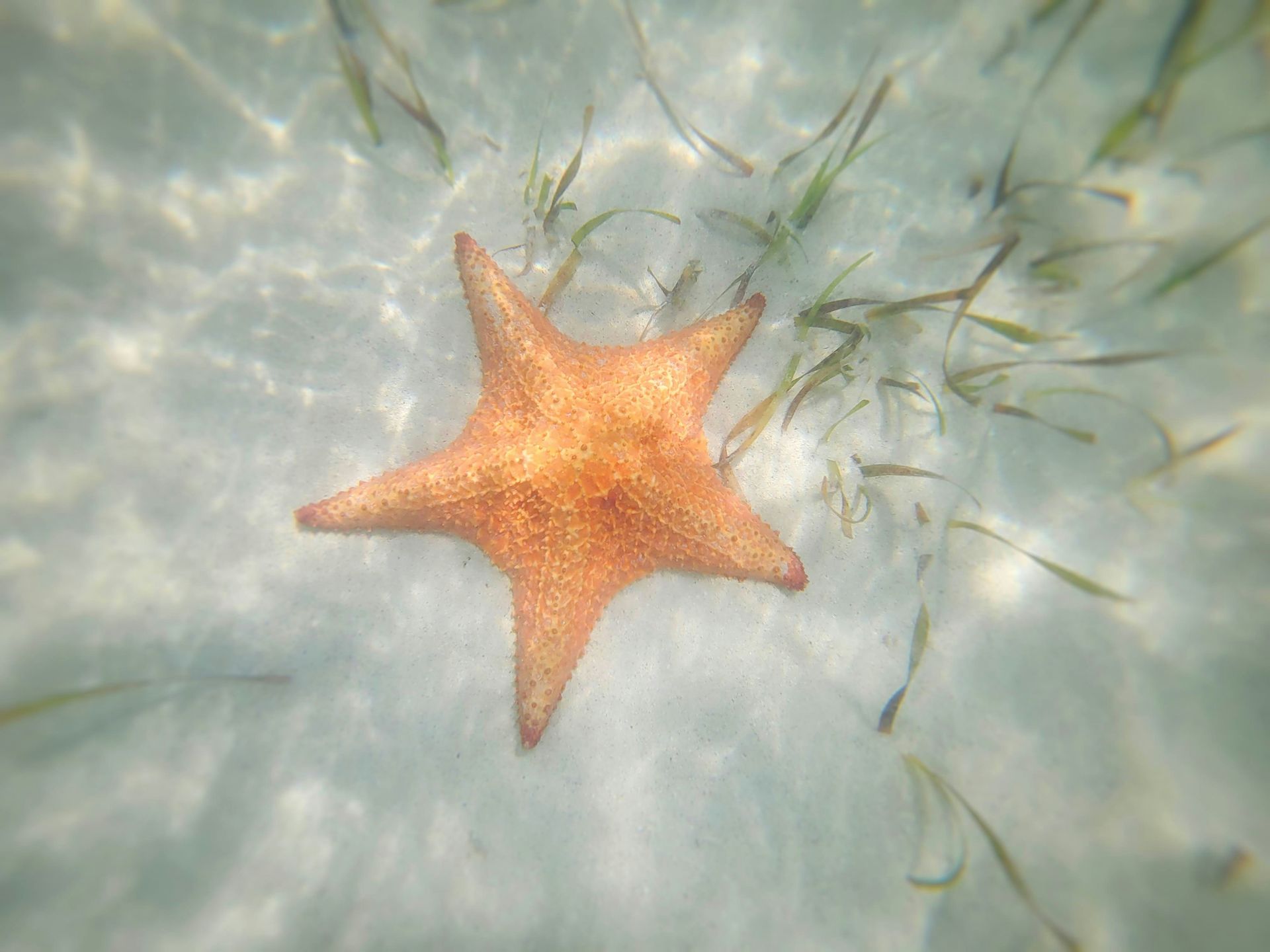 A starfish is floating on top of a body of water surrounded by seaweed.