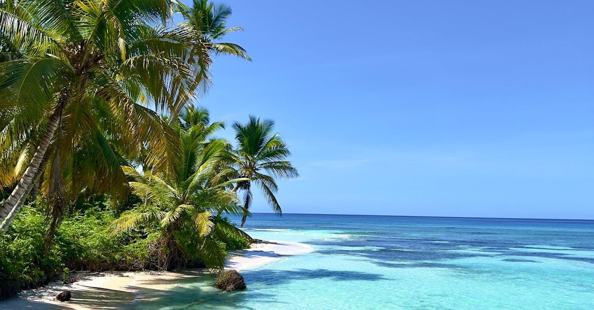 A tropical beach with palm trees and turquoise water