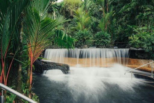 A waterfall in the middle of a lush green forest surrounded by palm trees.