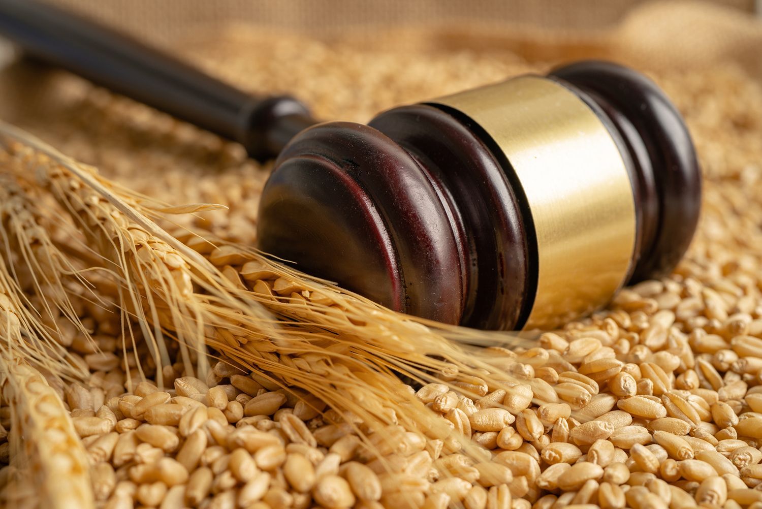 Wooden gavel resting on wheat kernels and stalks.