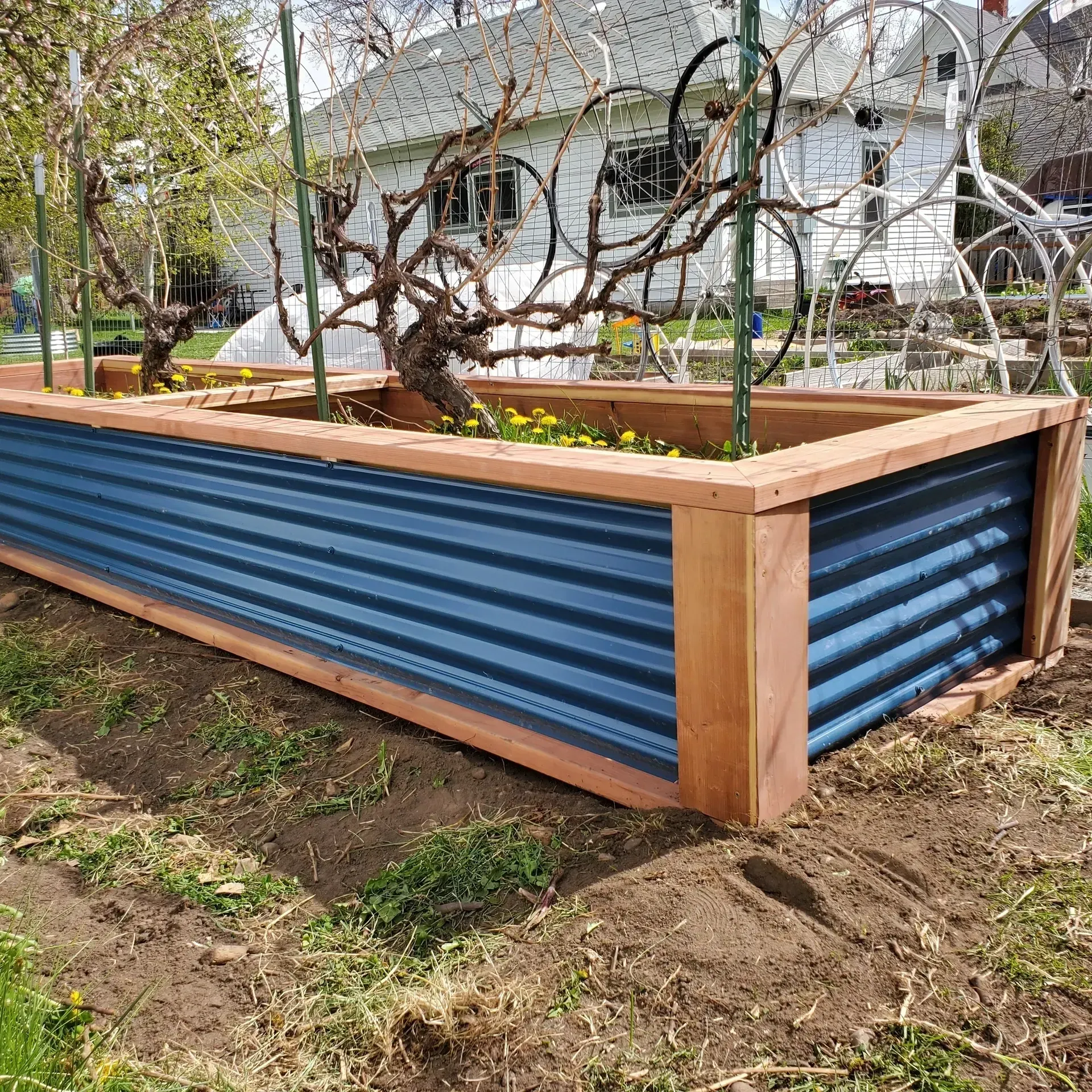 Raised garden bed with blue corrugated metal sides and wooden frame, with a bare grape vine.