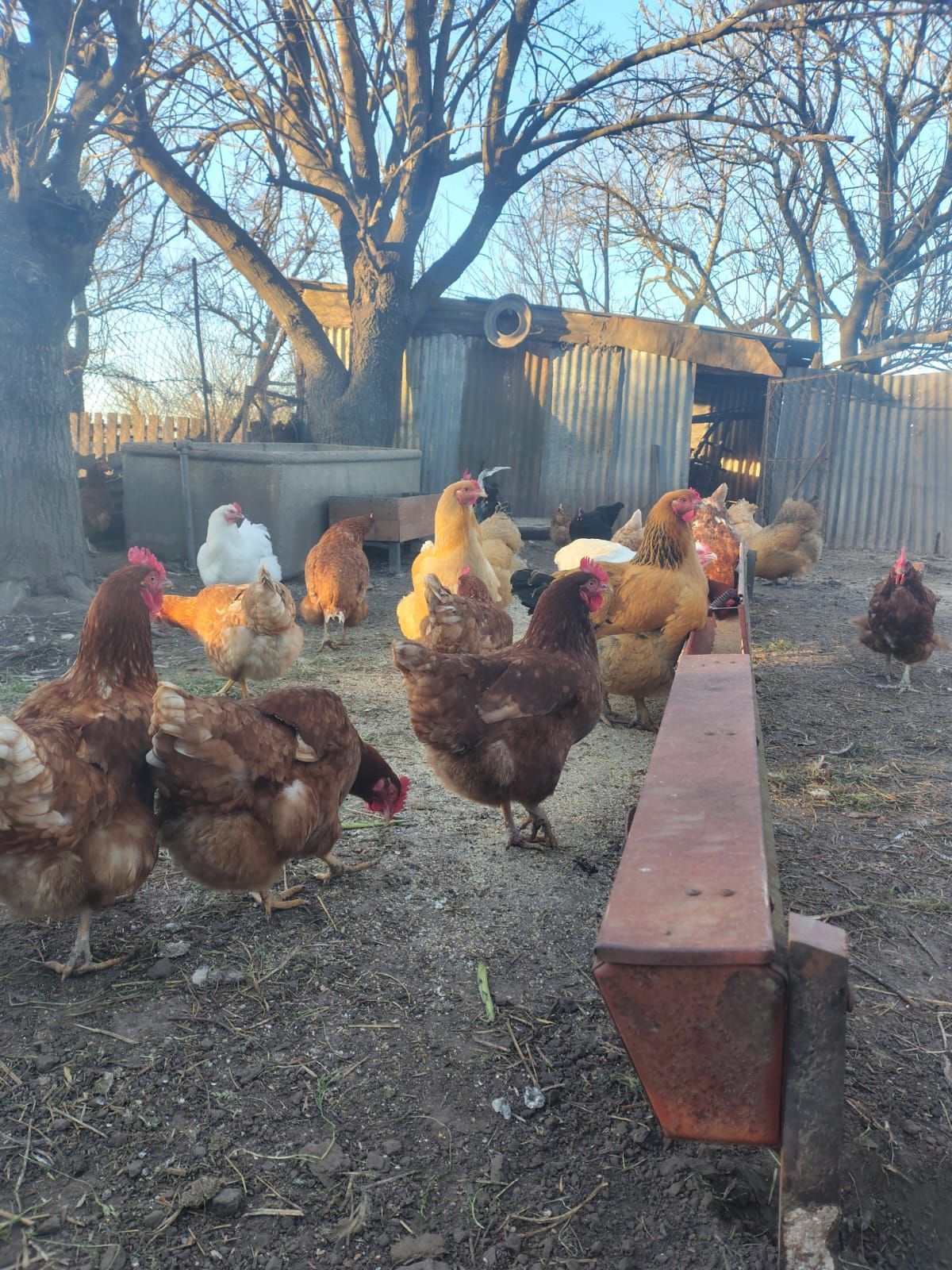 Gallinas reunidas al aire libre cerca de una estructura metálica y una valla, algunas comiendo.