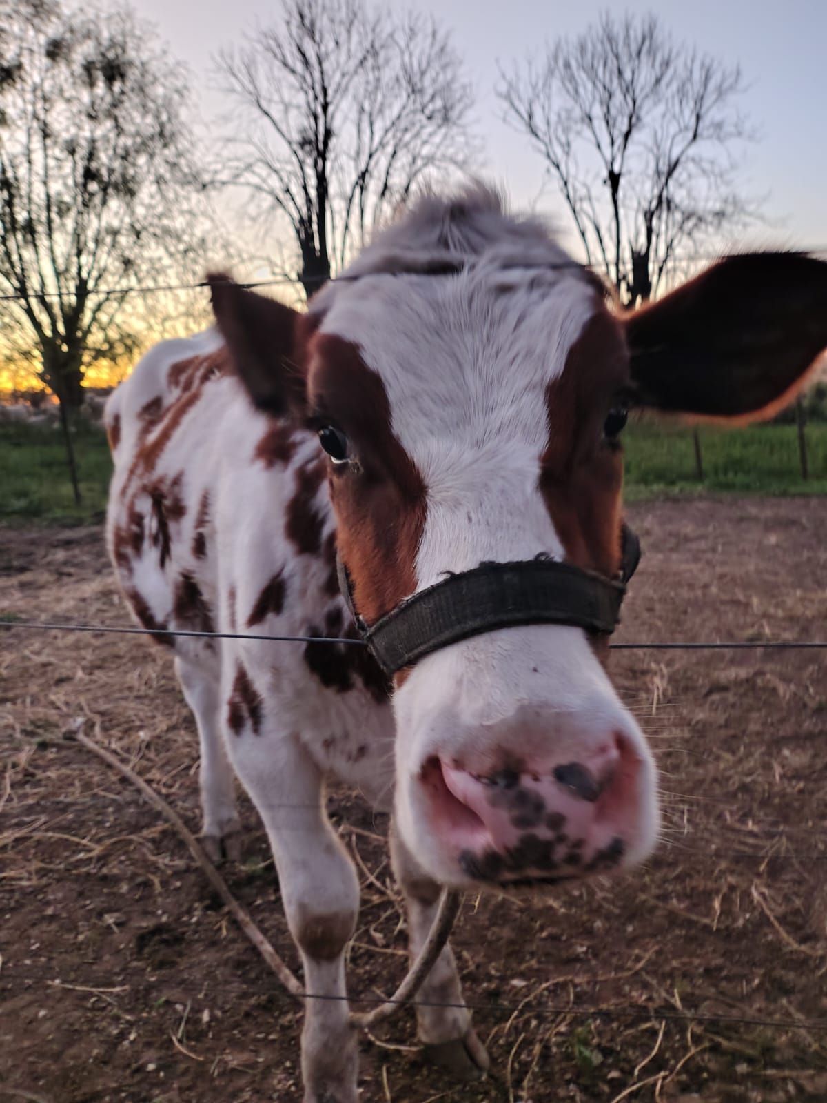 Vaca con manchas marrones y blancas, con cabestro, mirando directamente a la cámara.