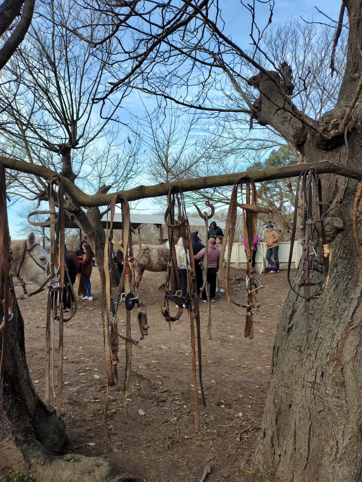 Bridas de caballo colgando de la rama de un árbol, gente y caballos al fondo.