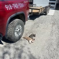 Red truck with attached trailer and two cats resting on the ground.