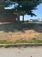 A tree is in the middle of a grassy field next to a road.